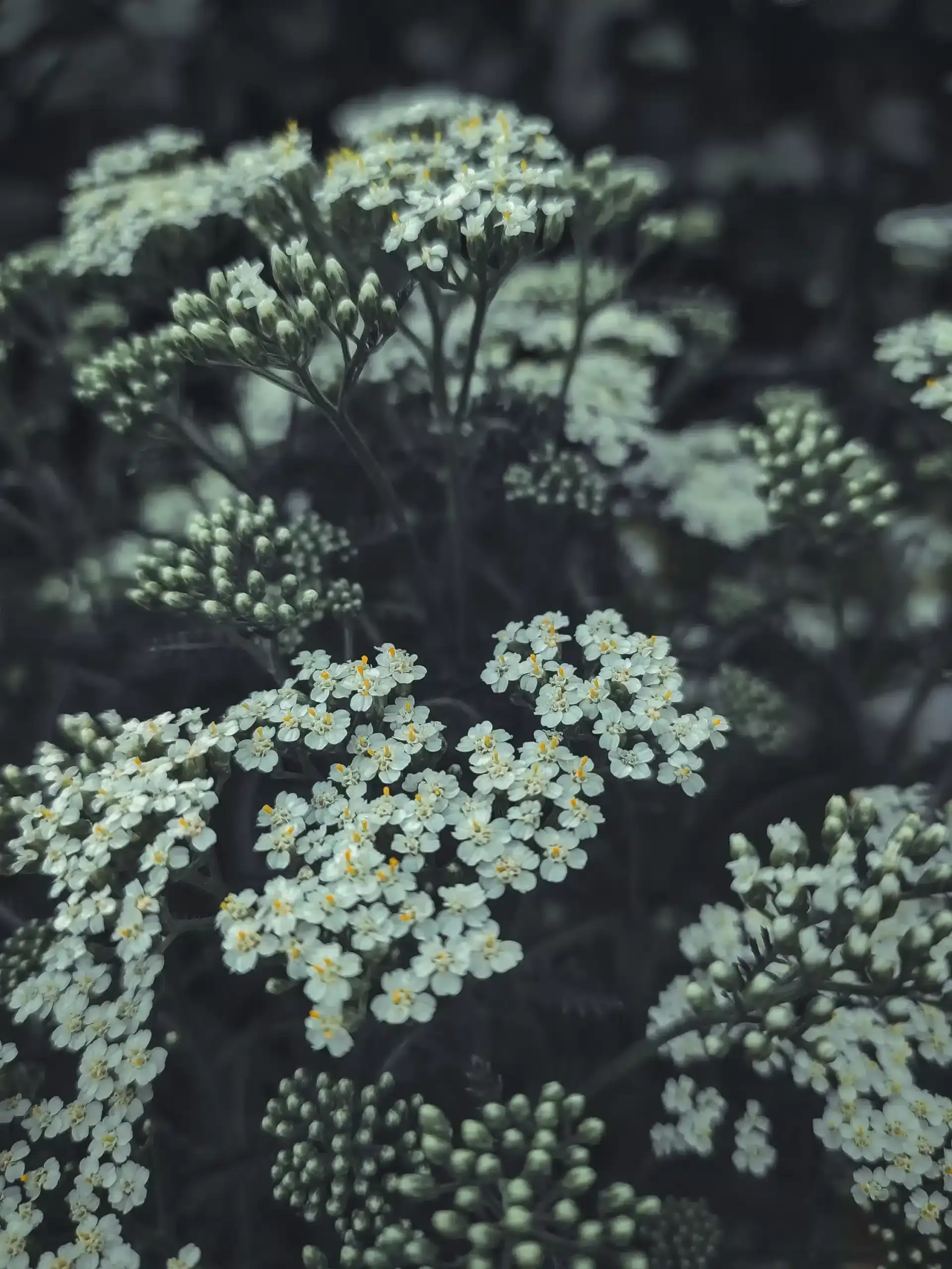 Photos de Fleurs d&#x27;achillée millefeuille