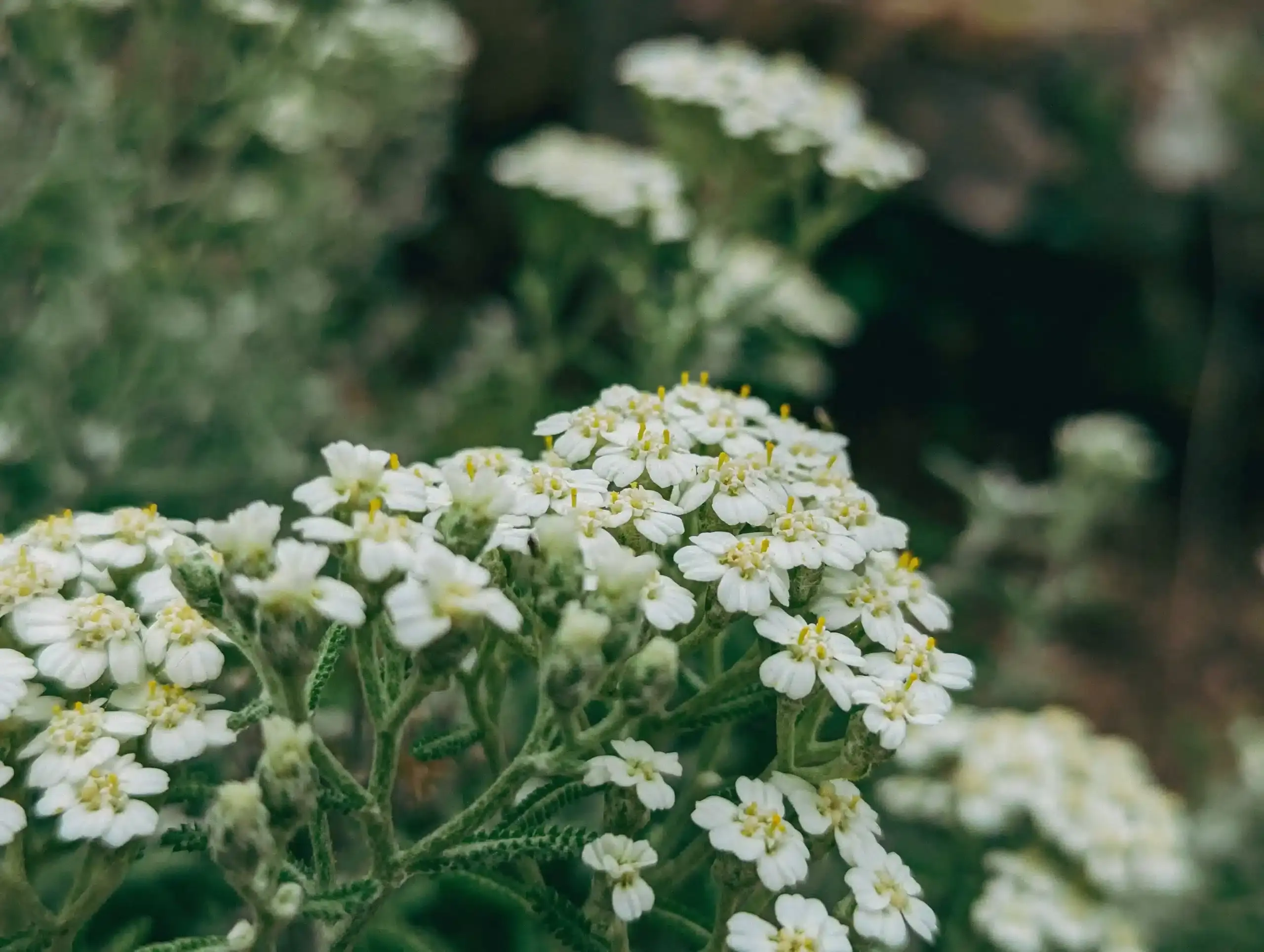 Fleurs d&#x27;achillée millefeuille