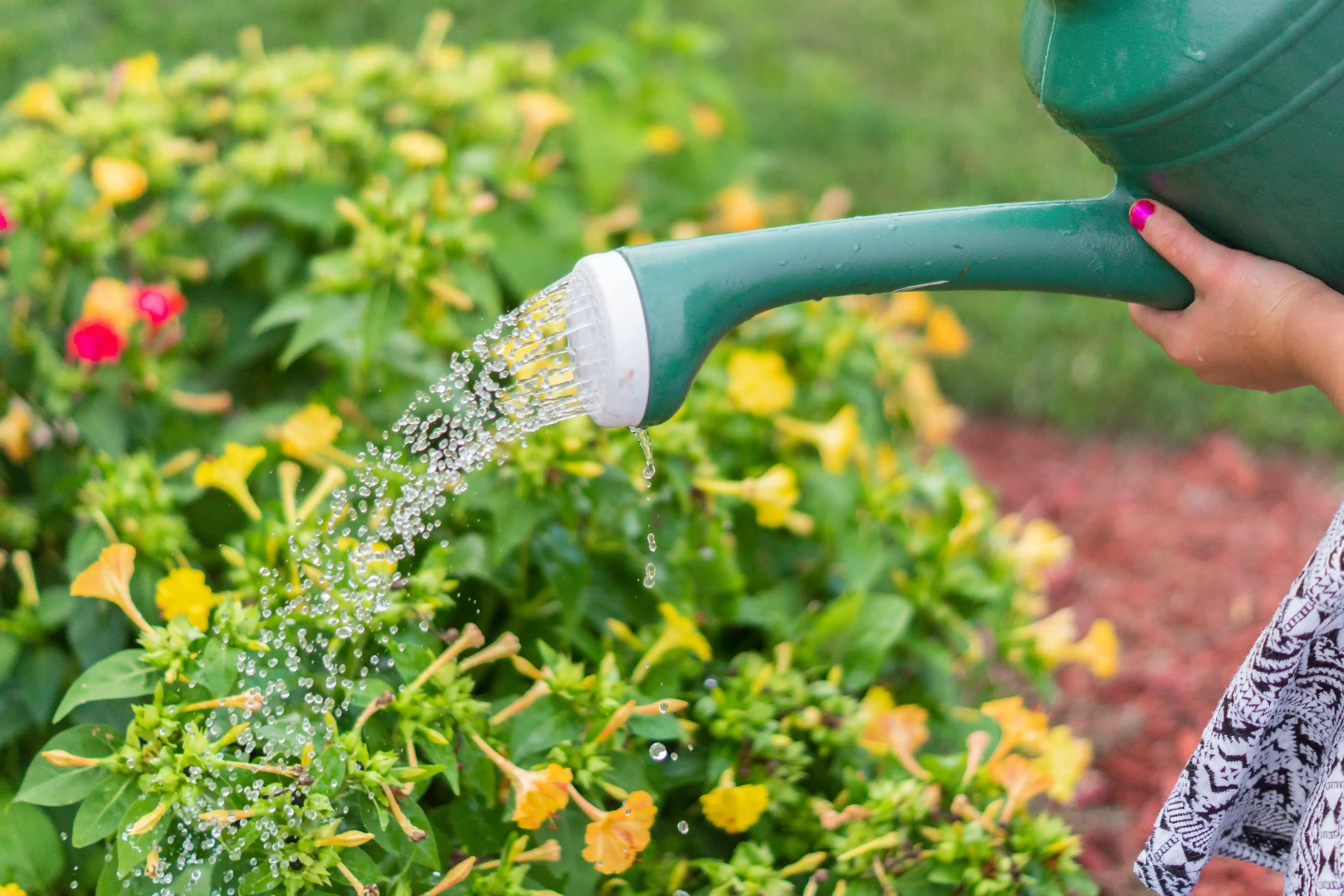 Maîtriser l&#x27;arrosage au jardin