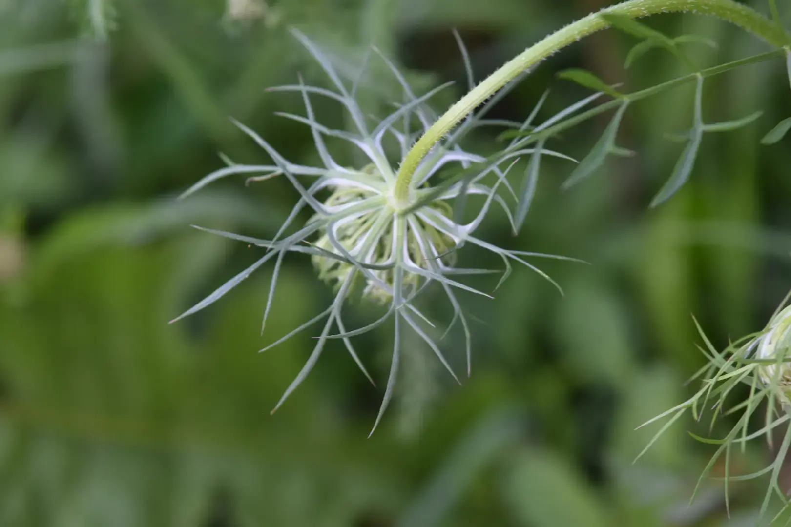 Bractées de carotte sauvage