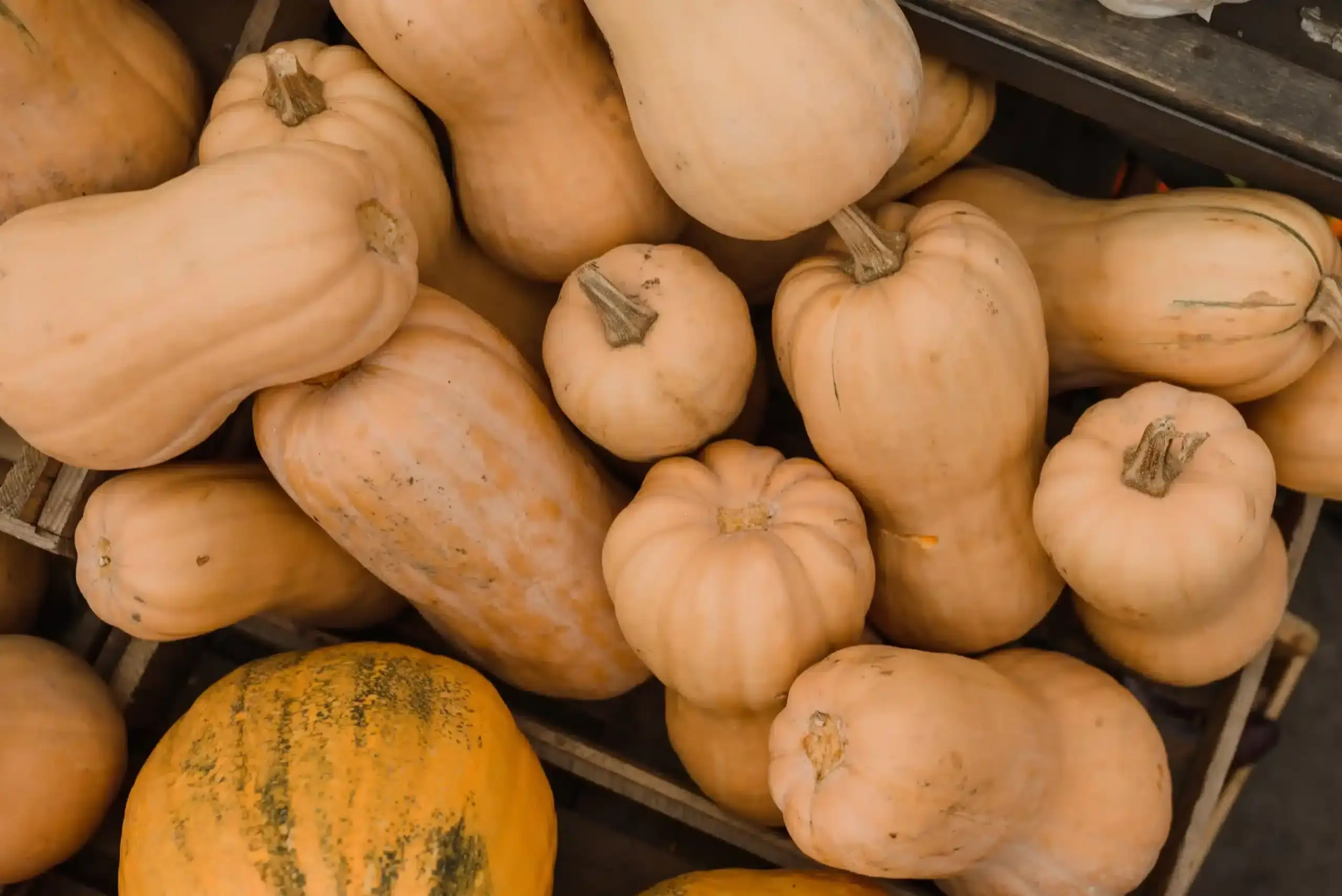 Groupe de courges butternut