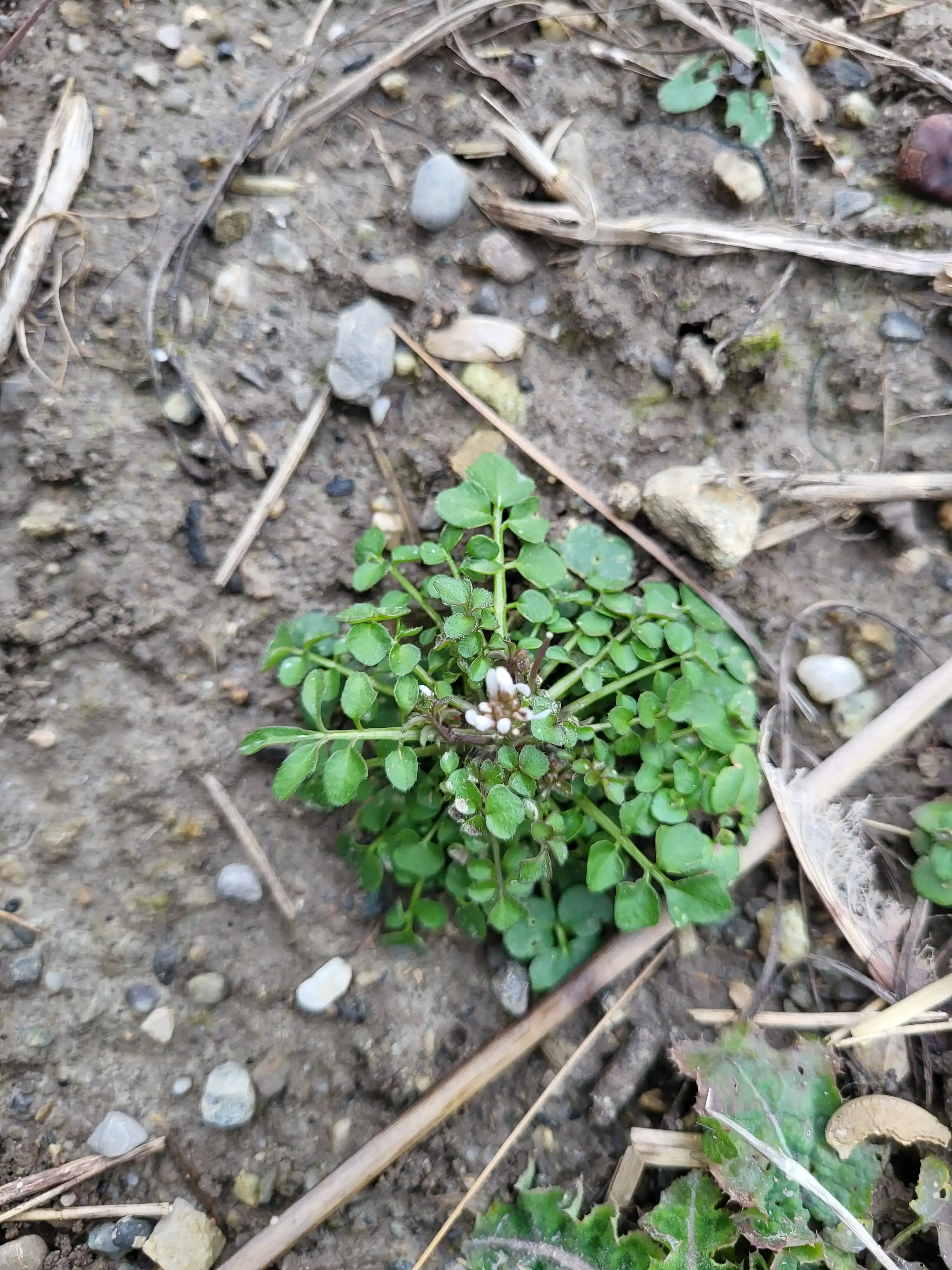 Une petite cardamine