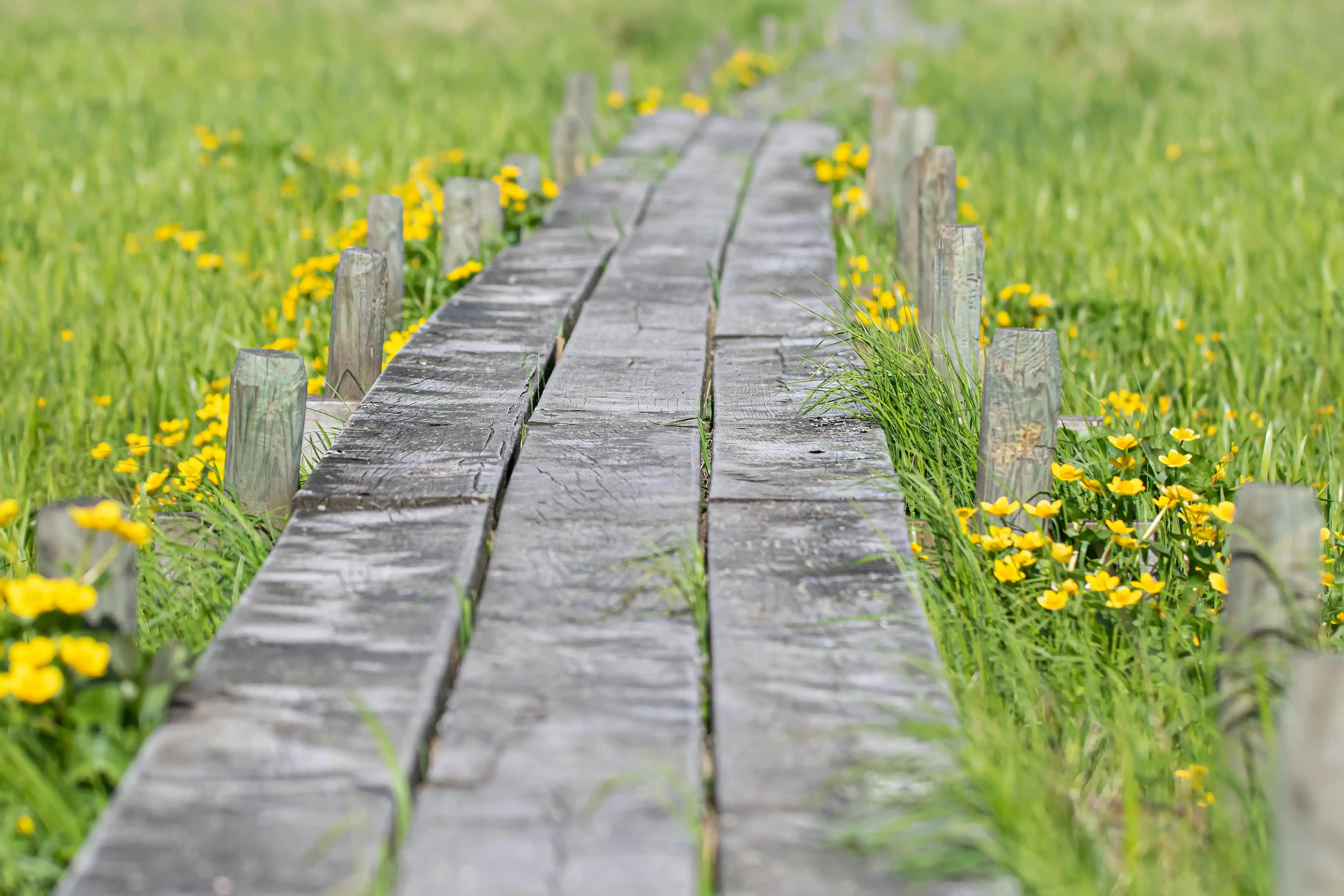 Chemin fleuri