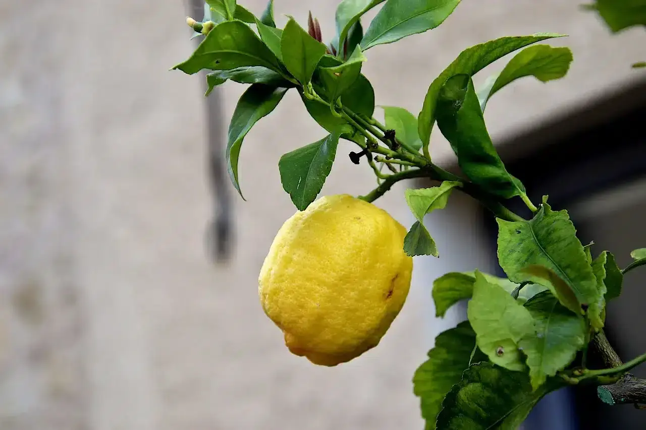 Citron sur une branche