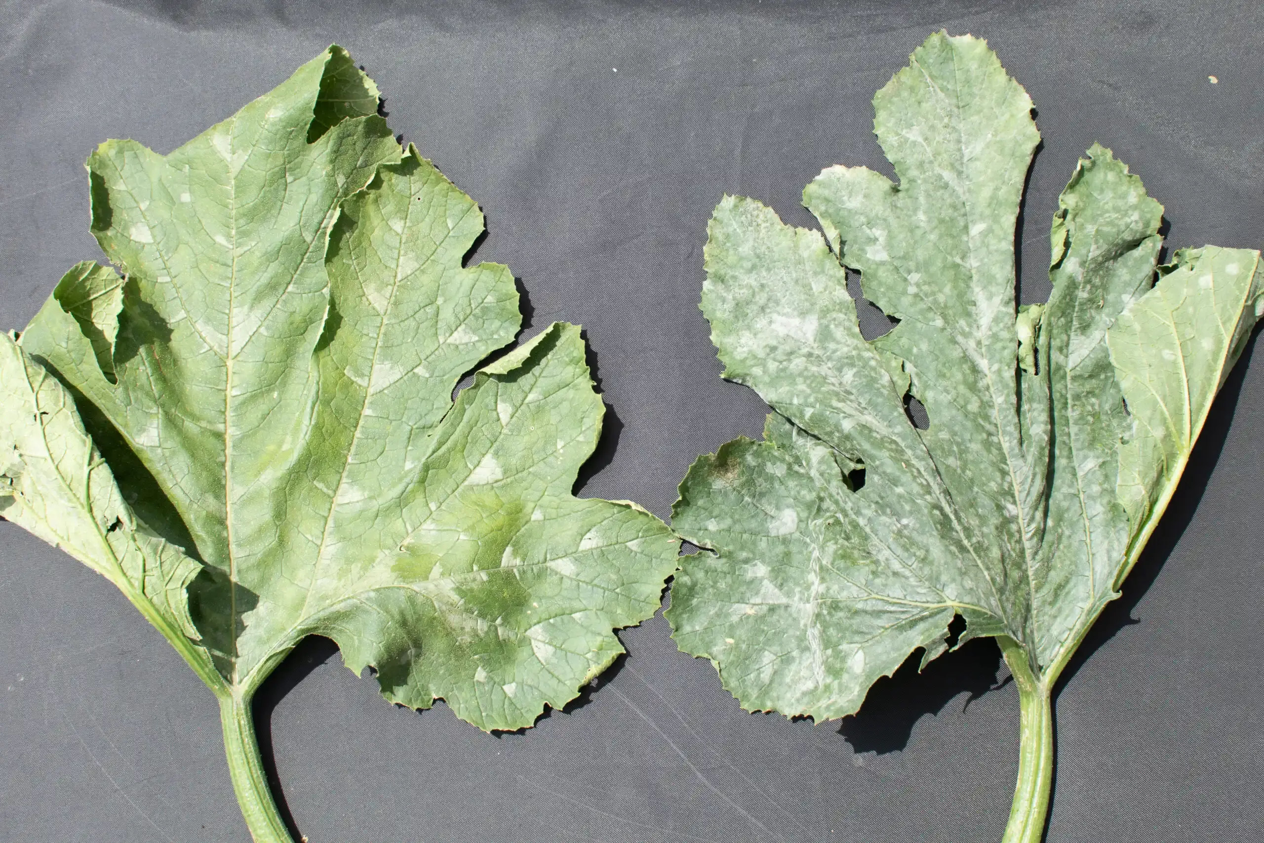 Comparaison d&#x27;une feuille de courgette saine et d&#x27;une feuille atteinte d&#x27;oïdium