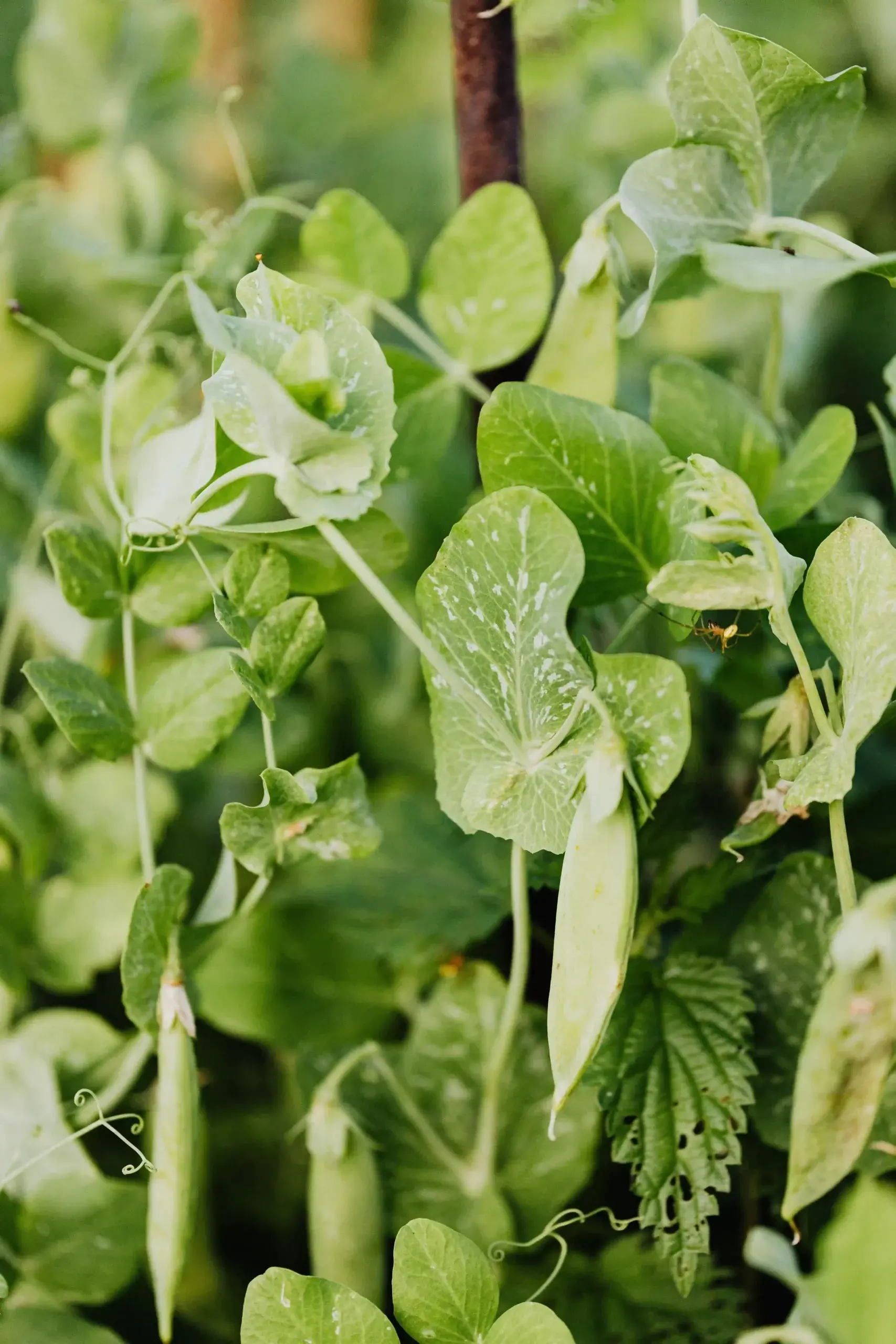 Plant de petit pois