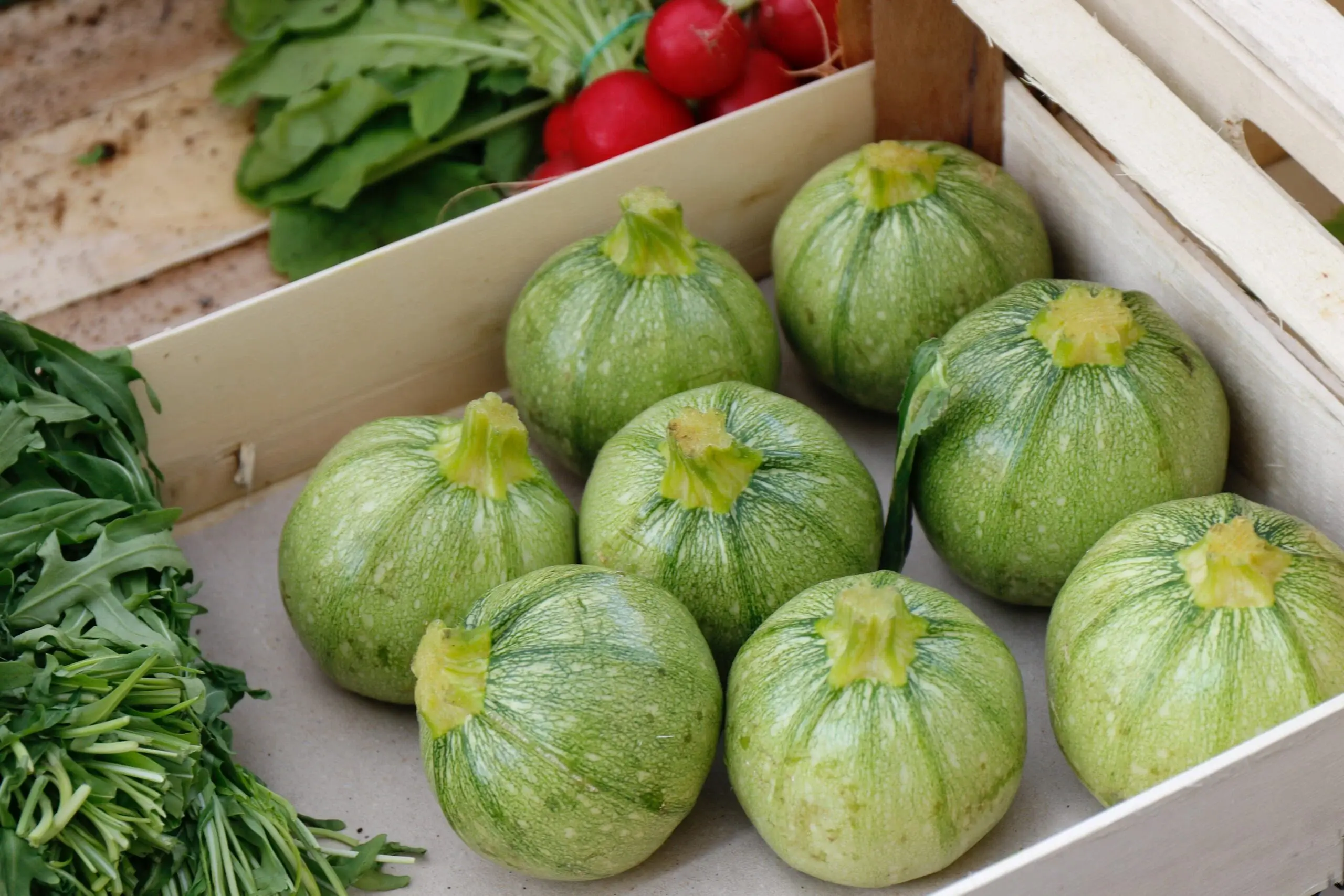 Variété de courgette ronde