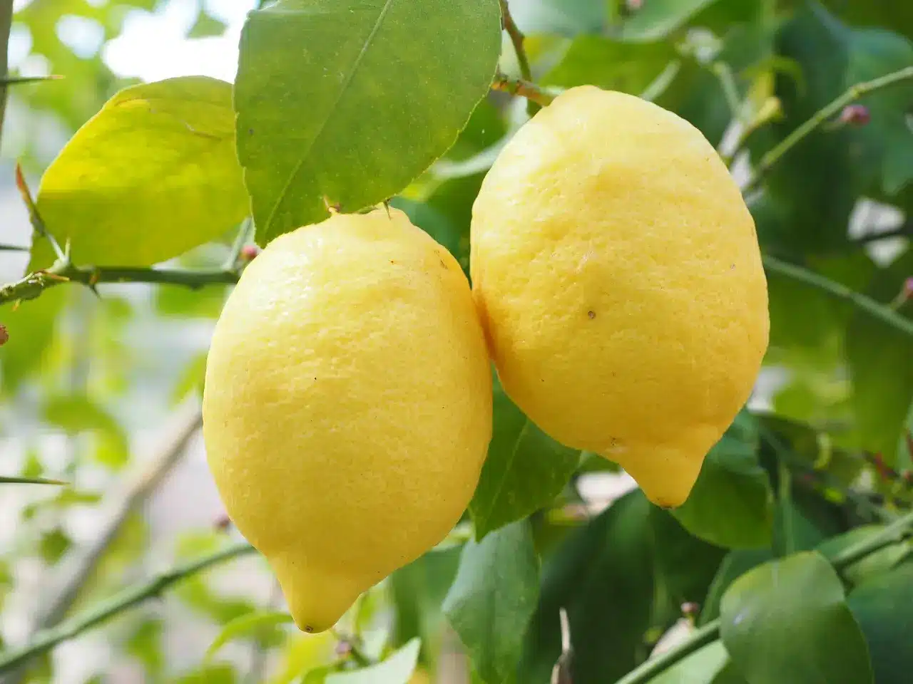Deux citrons