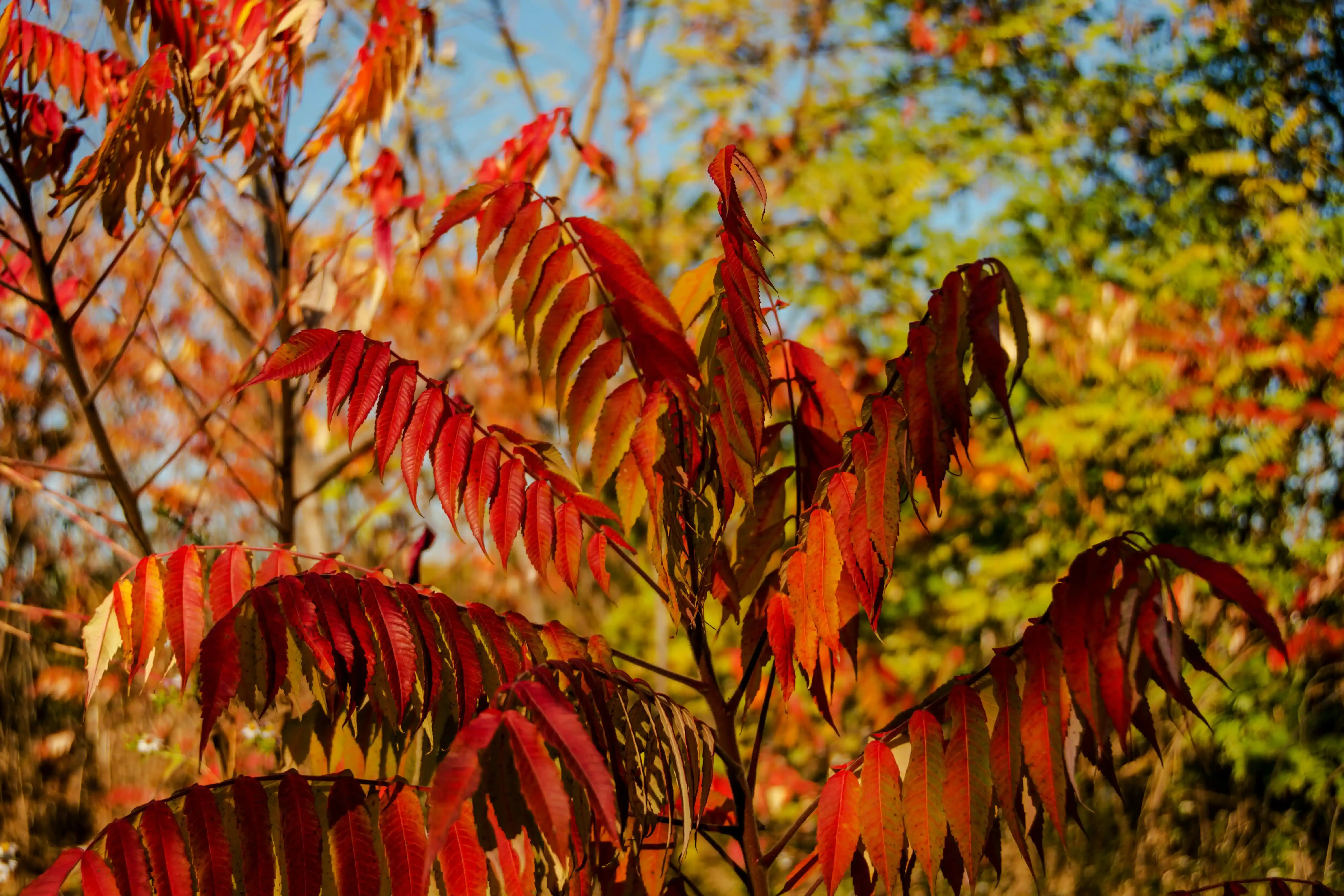 Feuillage du Sumac en automne