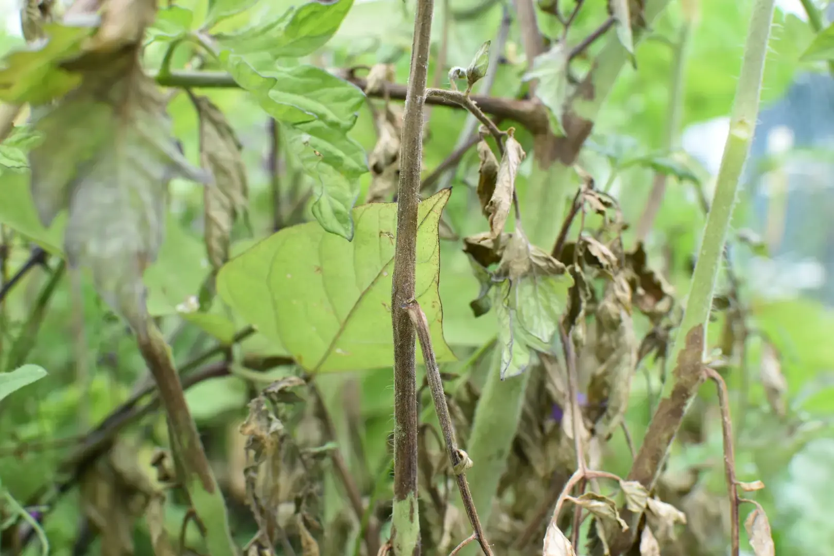 Pied de tomate attaqué par le mildiou