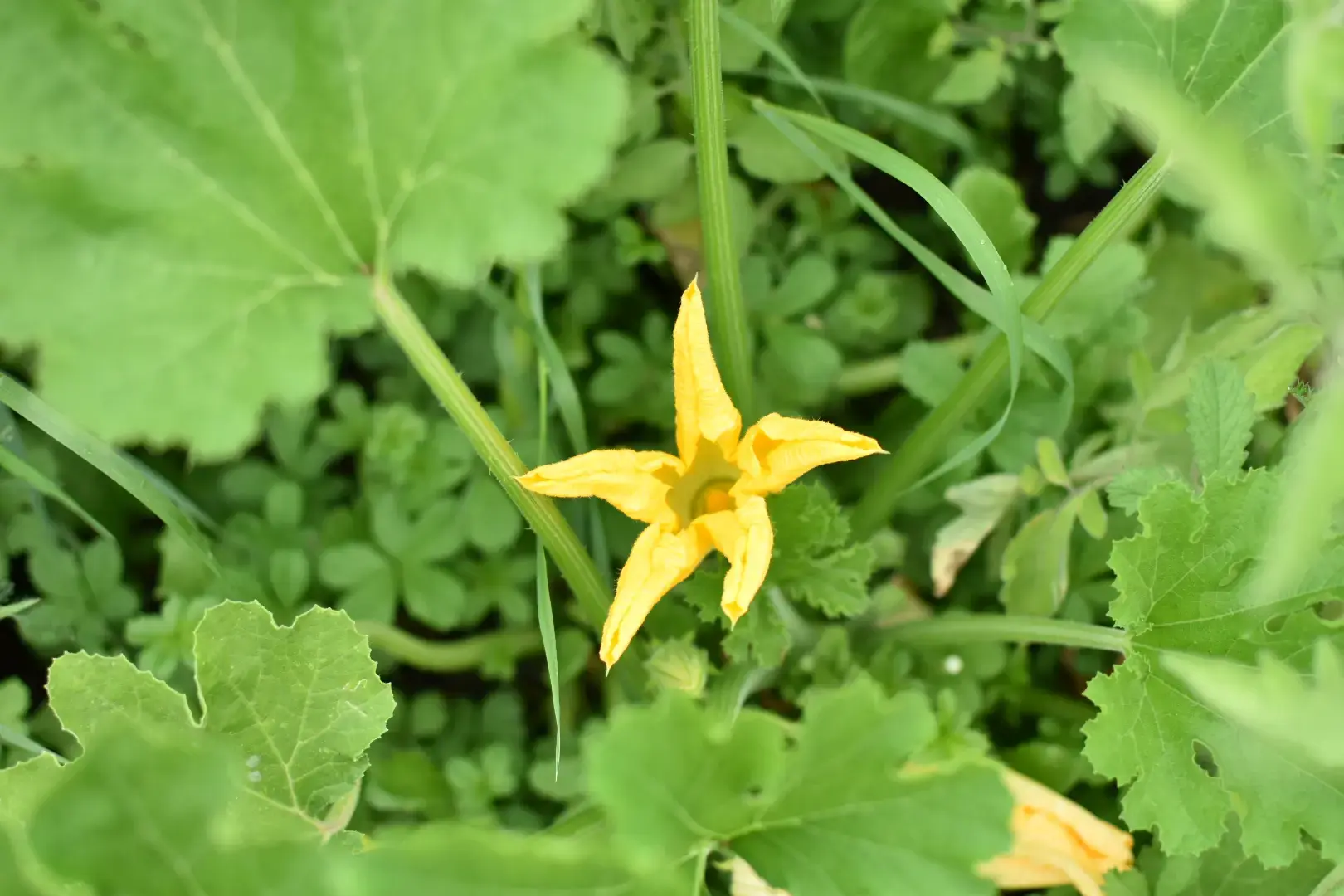 Fleur de courgette