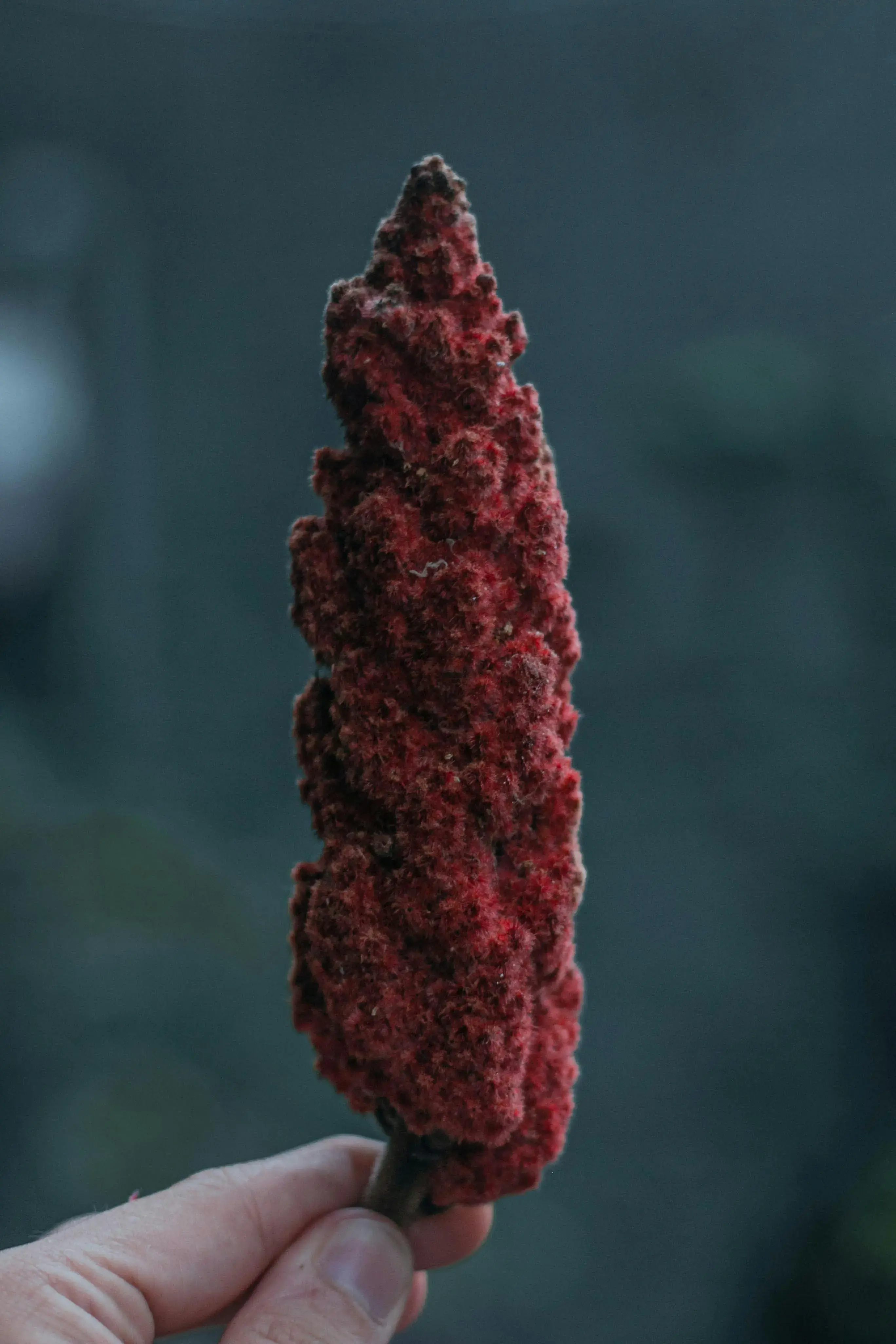 Infrutescence du Sumac