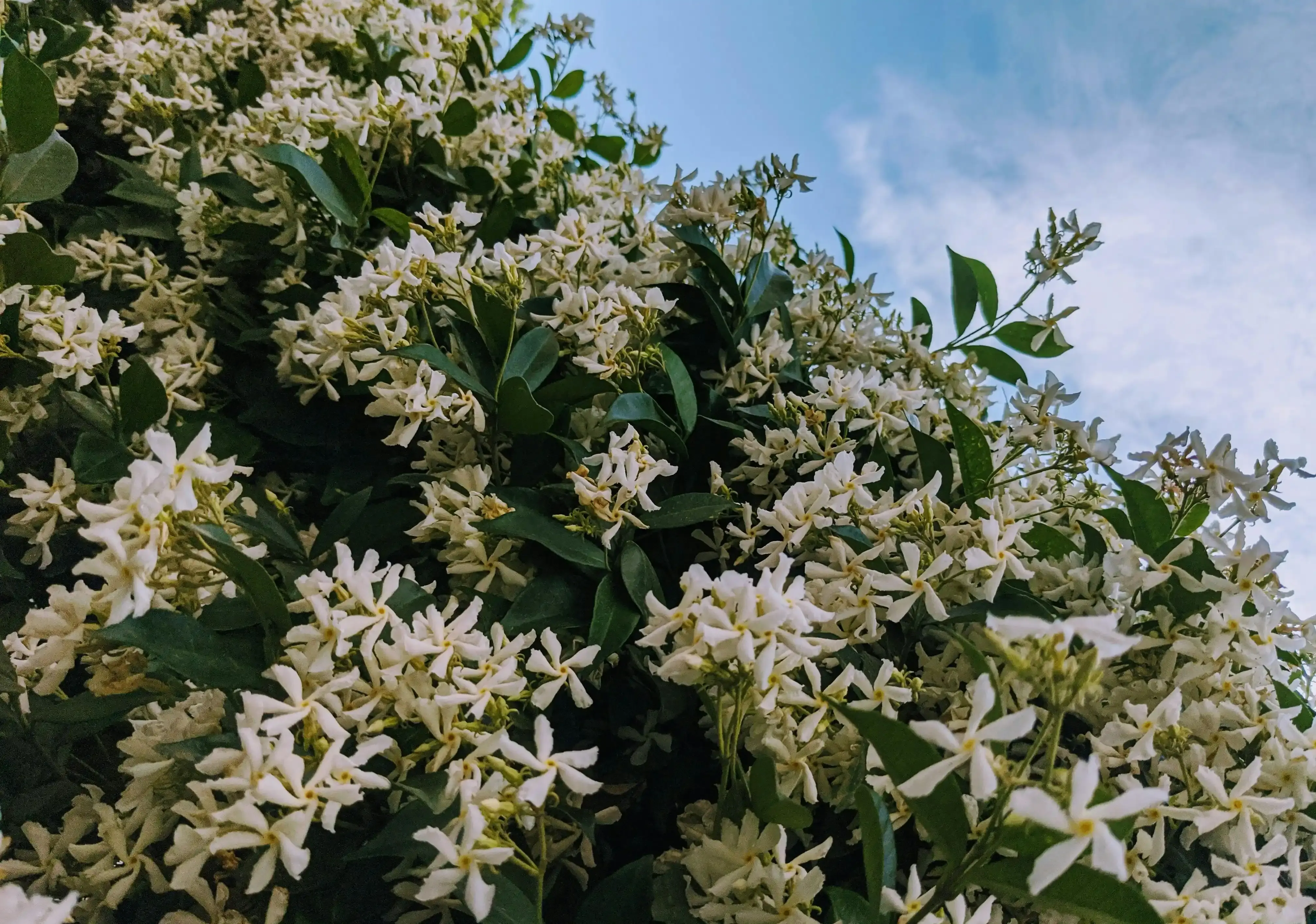 Pied de jasmin étoilé en fleurs