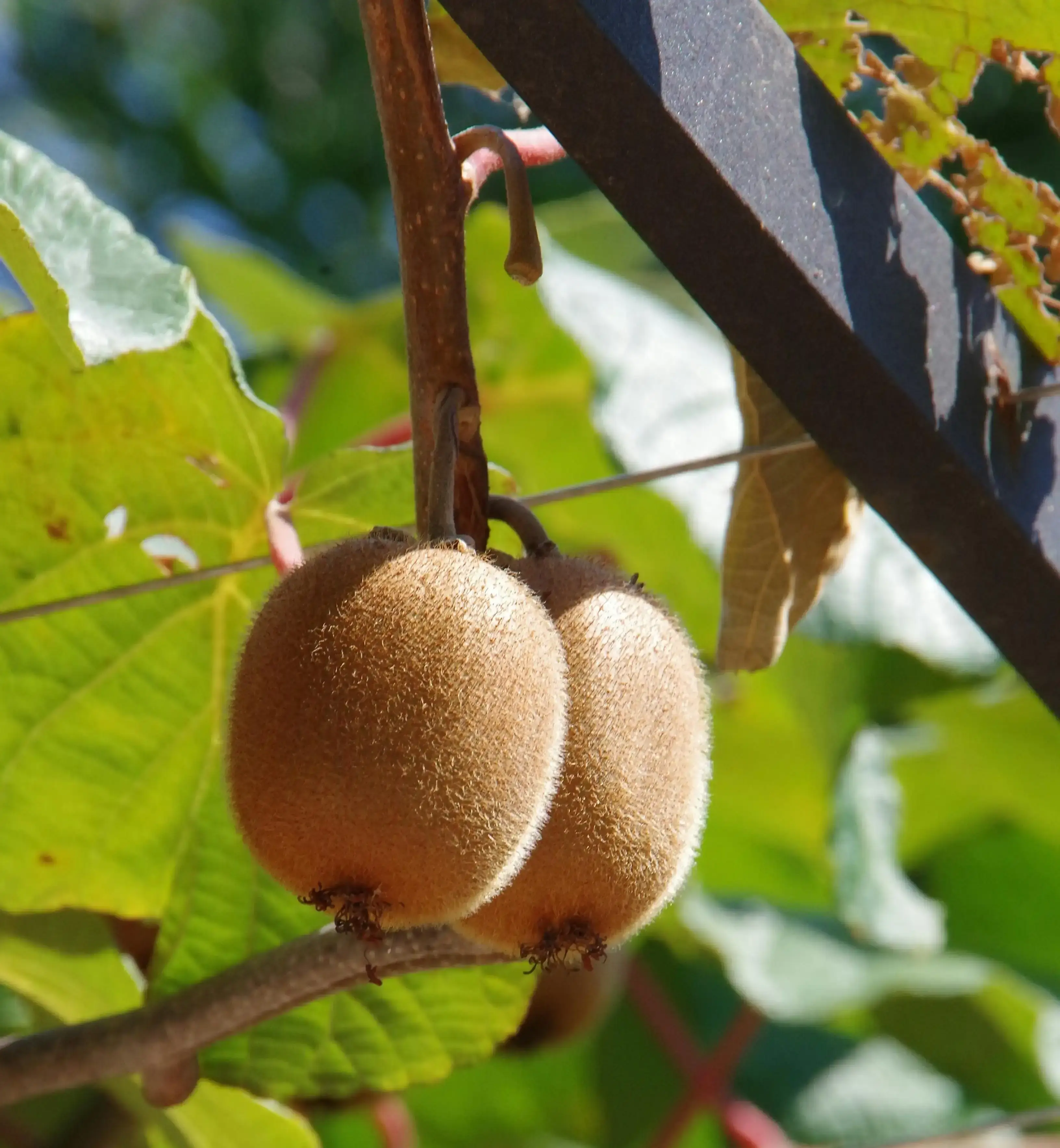 Kiwis sur une pergola