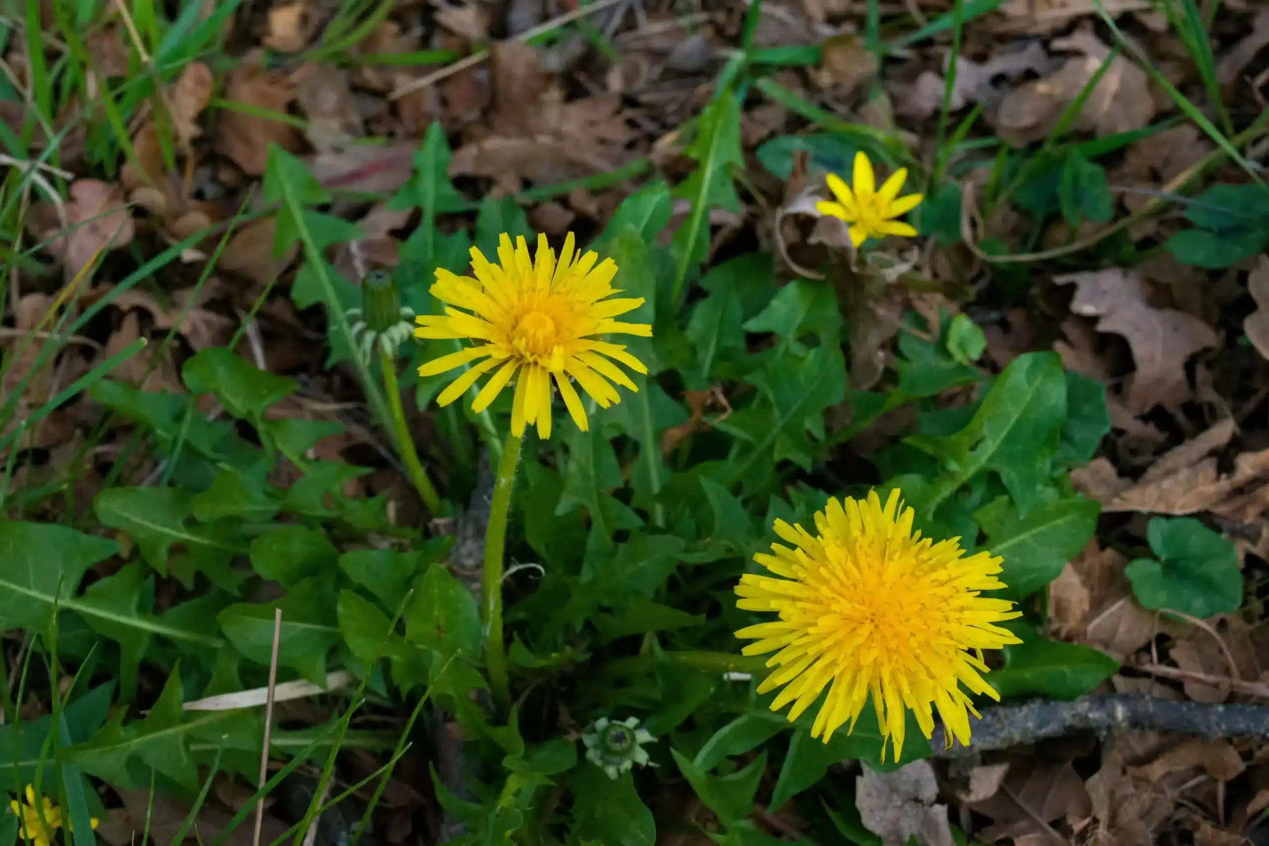 Fleurs de pissenlit