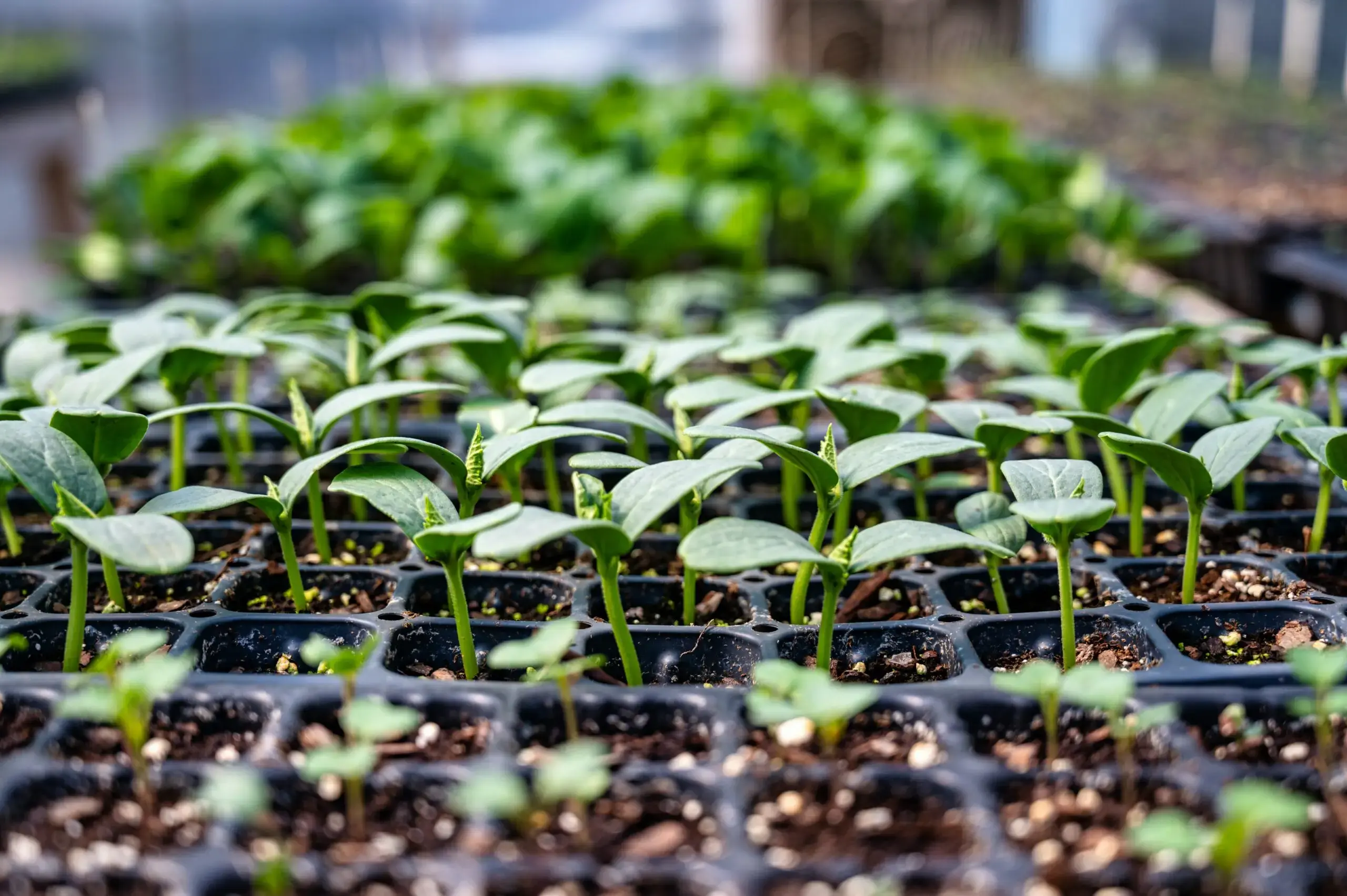 Photo de plusieurs semis de plantes