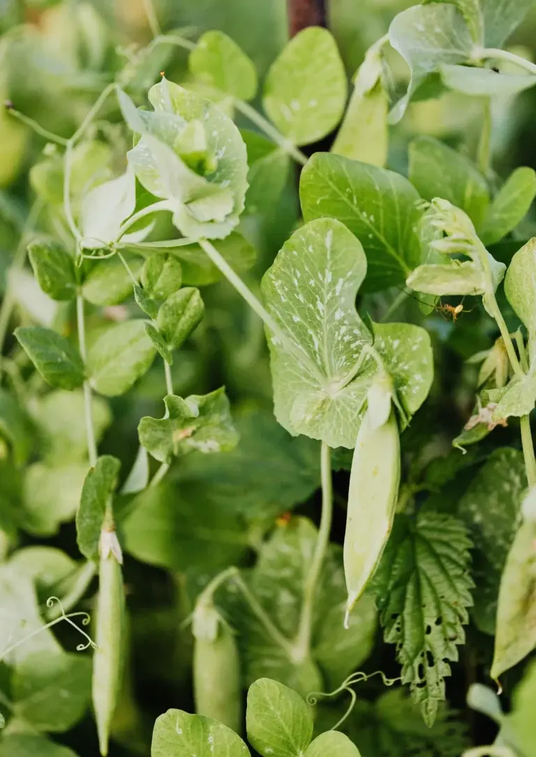 Plant de petit pois