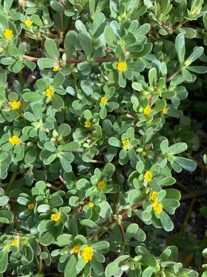 Plant de pourpier en fleurs