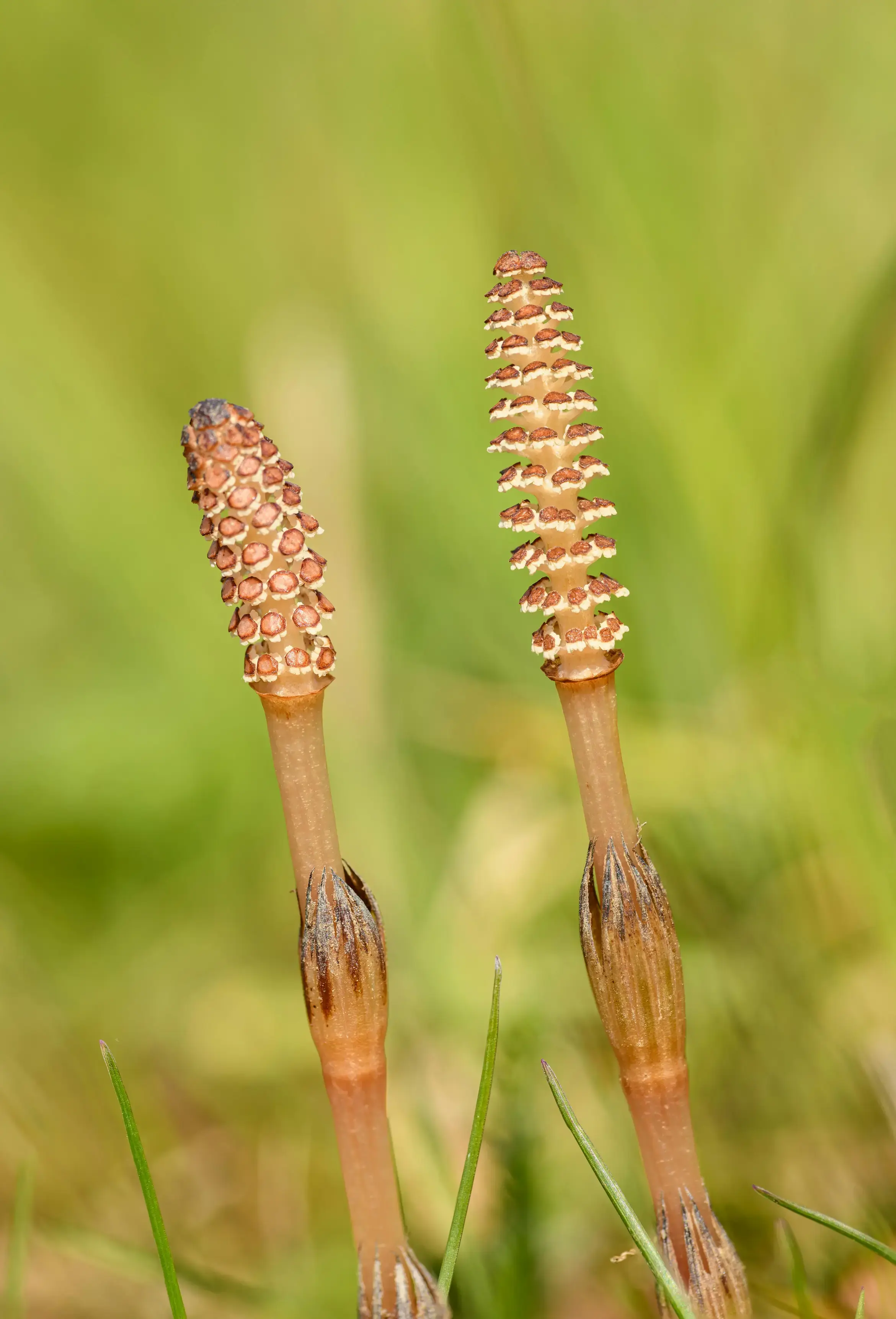 Une tige fertile de prêle