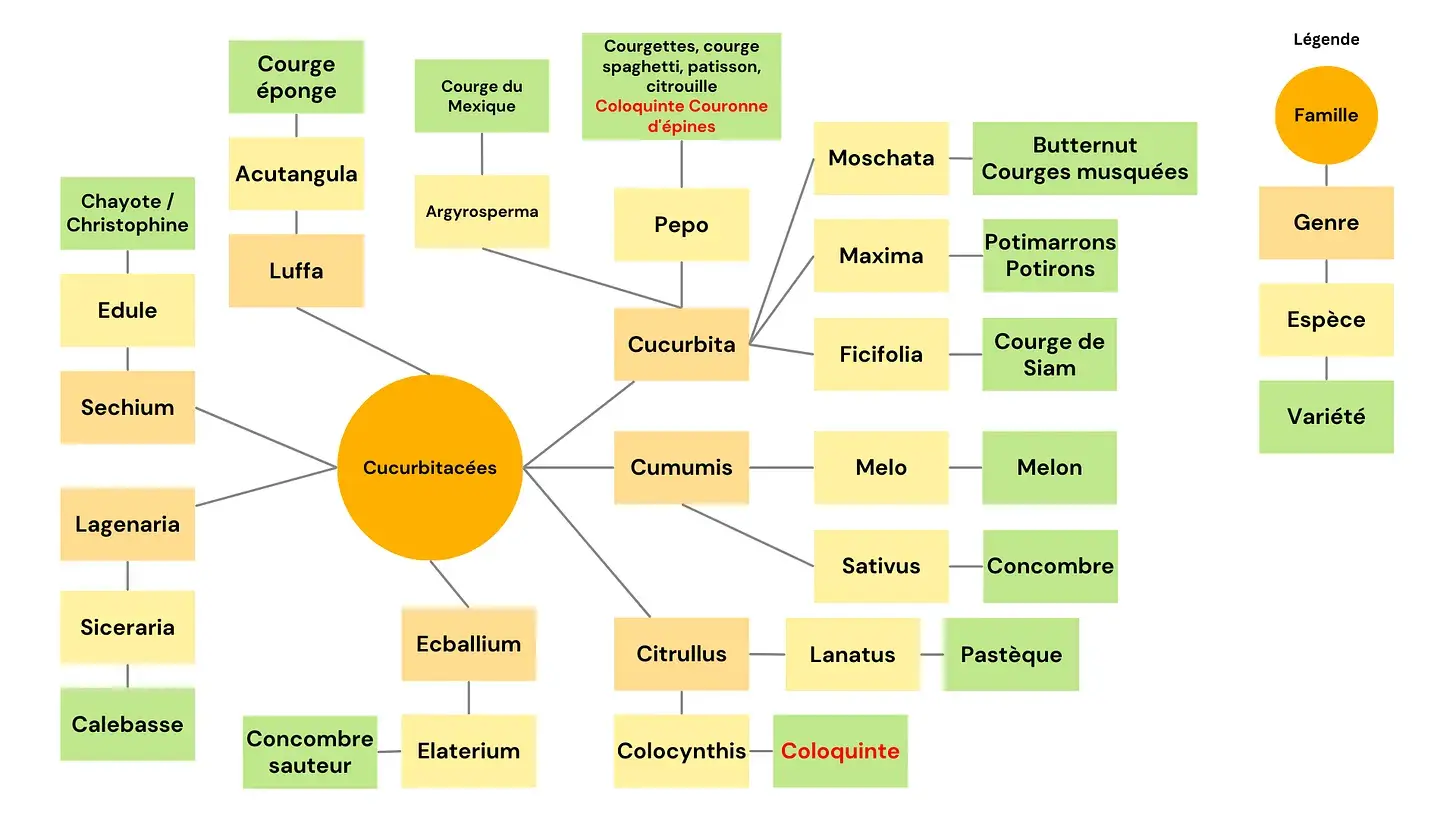 Schéma des variétés de cucurbitacées