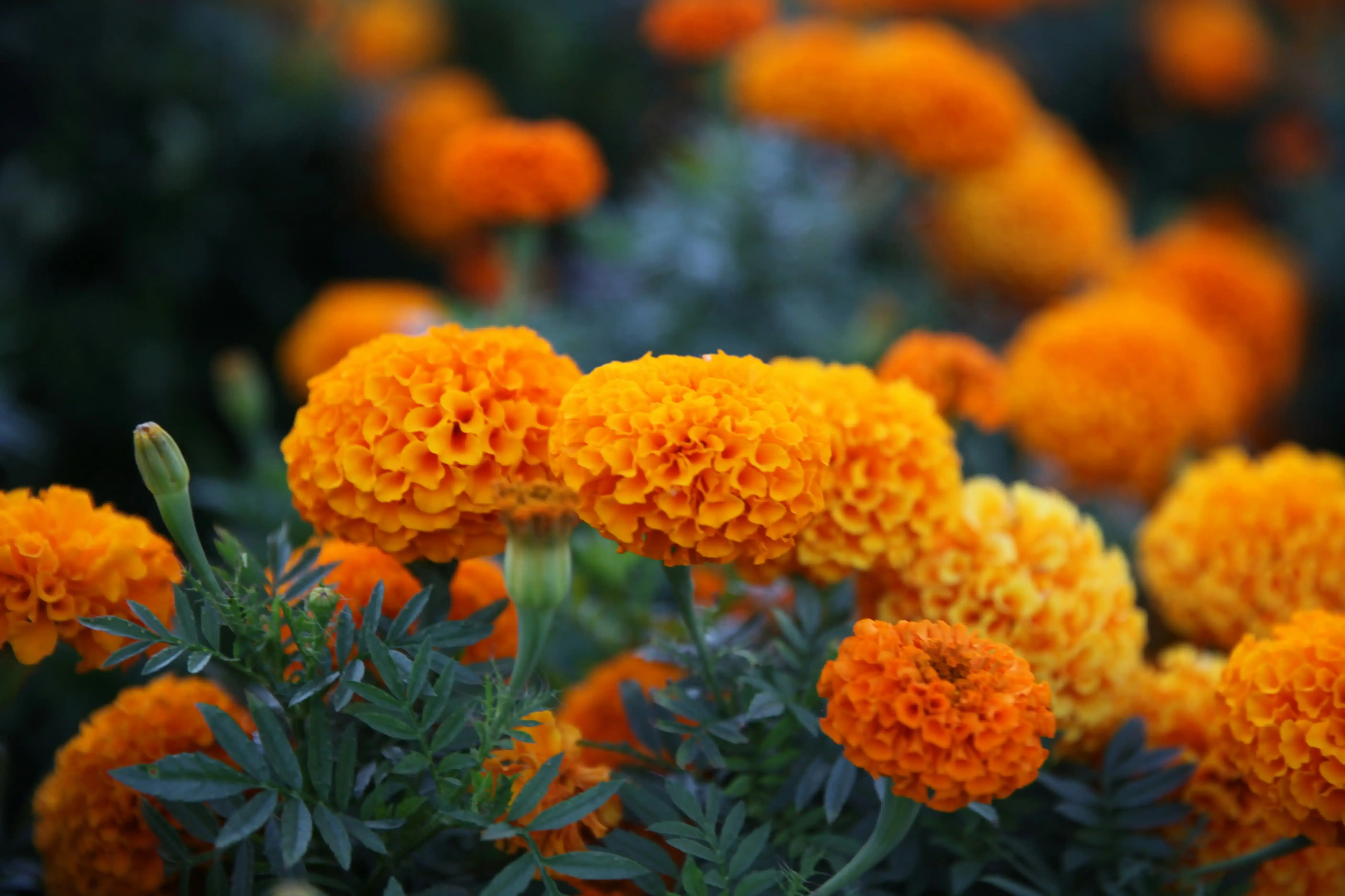 Les oeillets d&#x27;Inde - Tagetes Patula