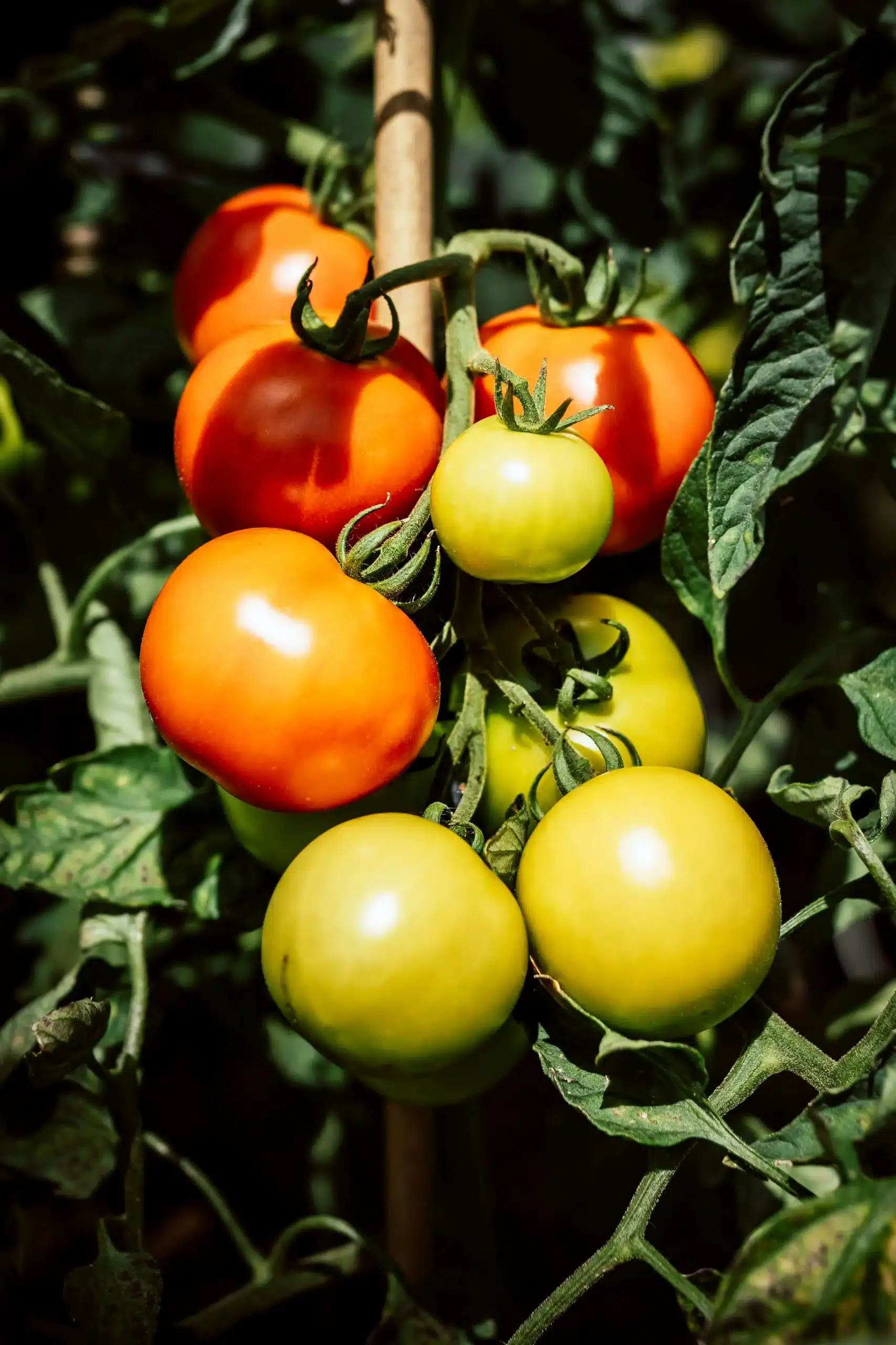 Une grappe de tomates