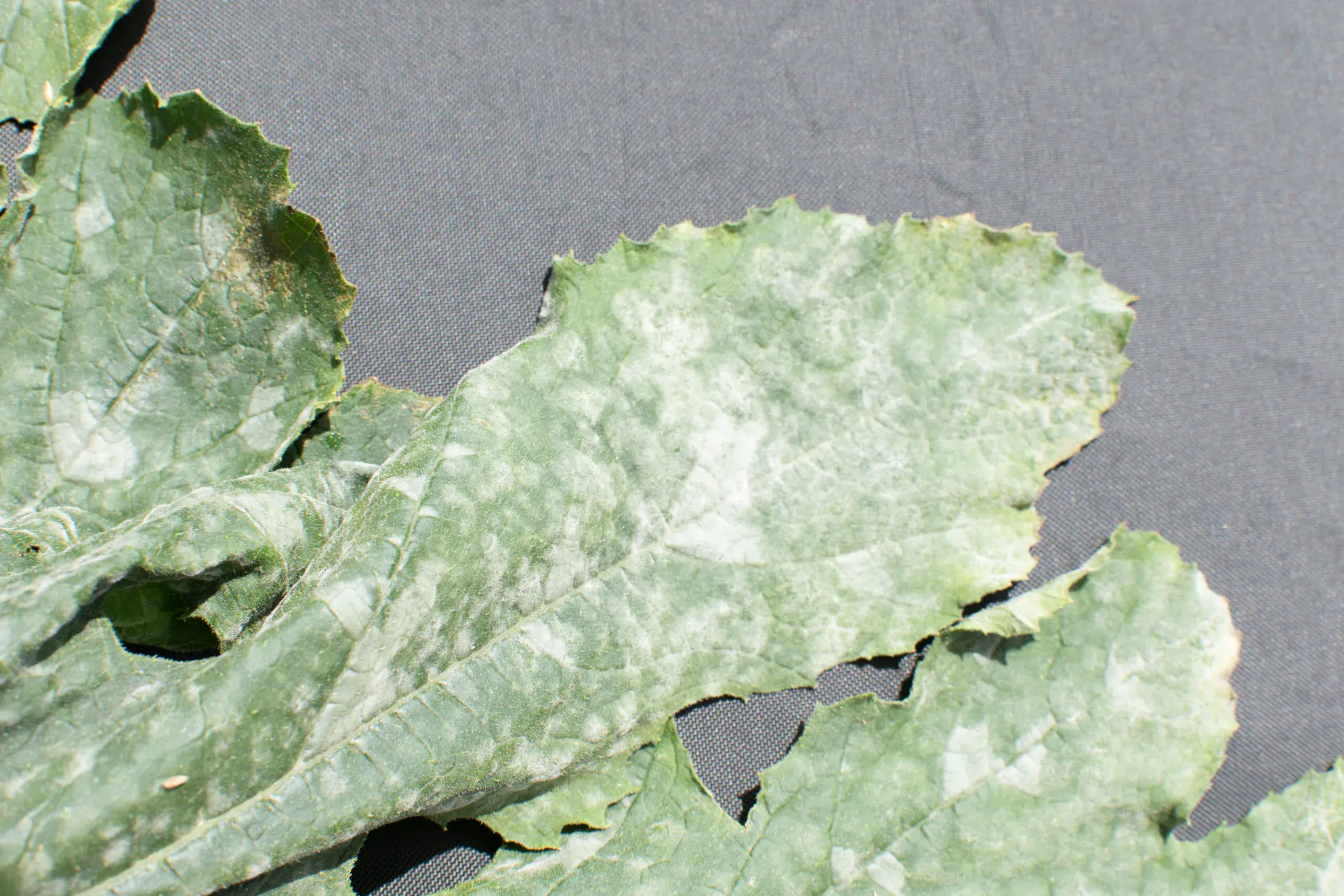 Feuille de courgette atteinte d&#x27;oïdium