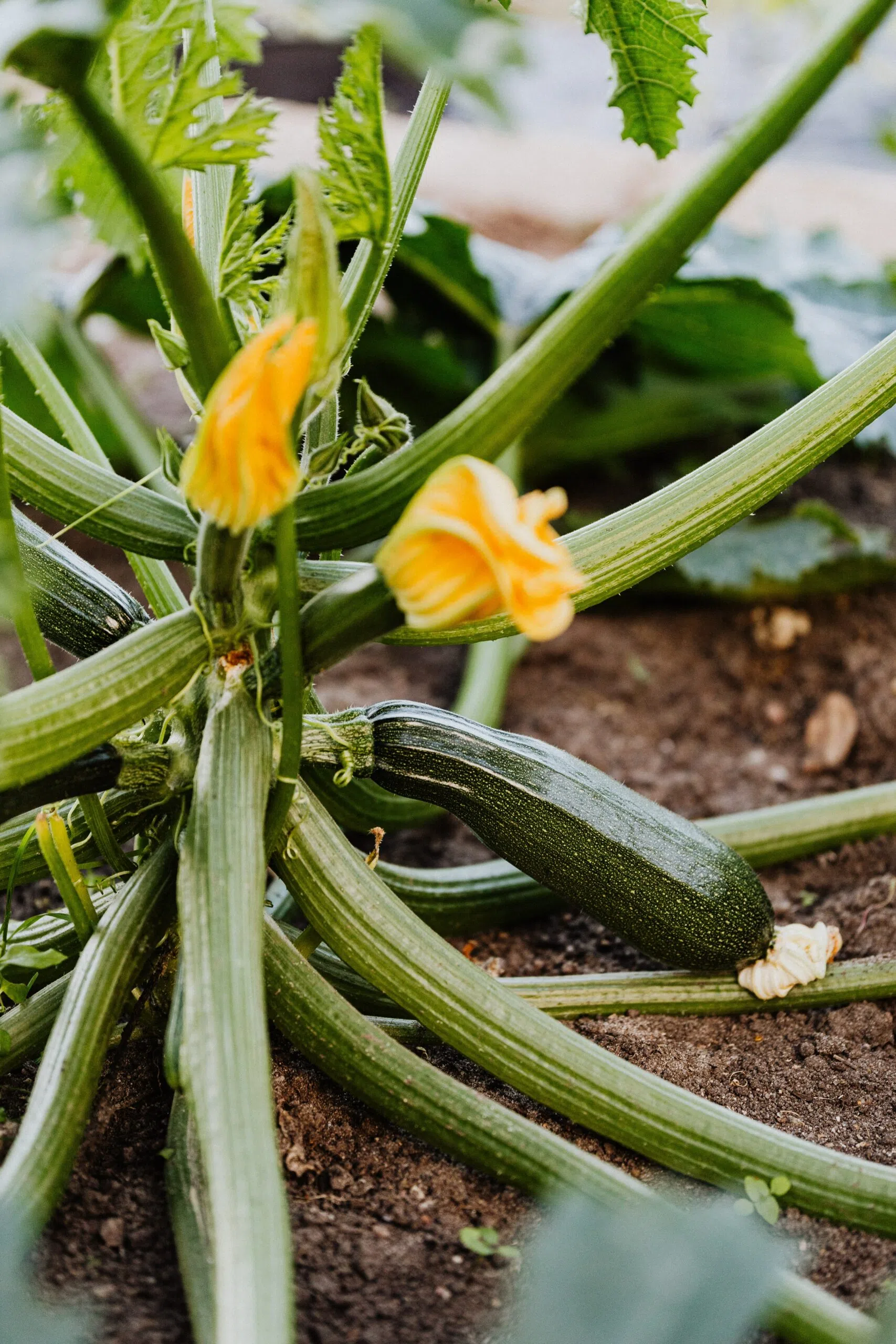 Comment cultiver des courgettes au jardin ?