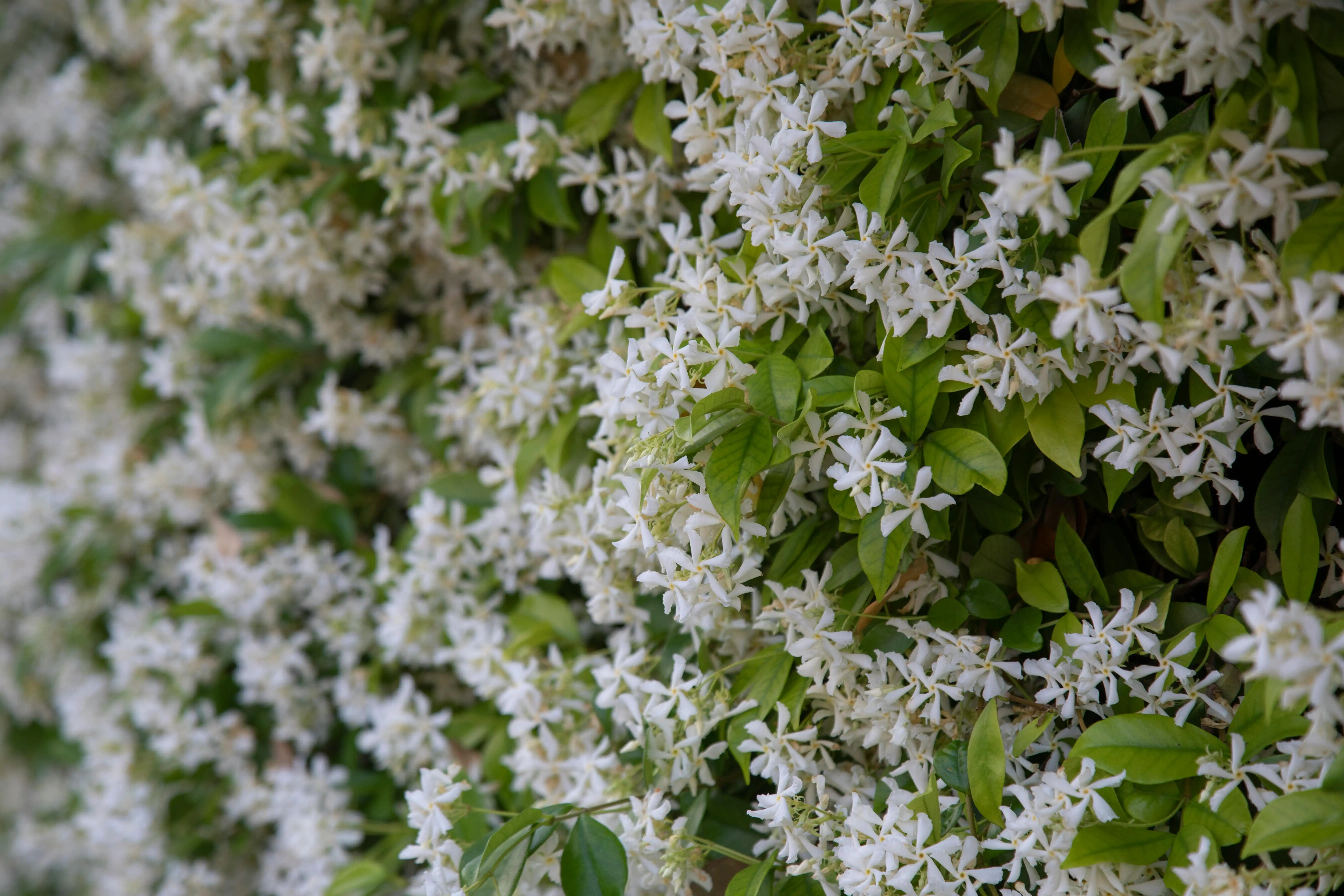 Comment bien entretenir votre jasmin étoilé ? On vous explique quand le planter, comment le fertiliser et bien le tailler !