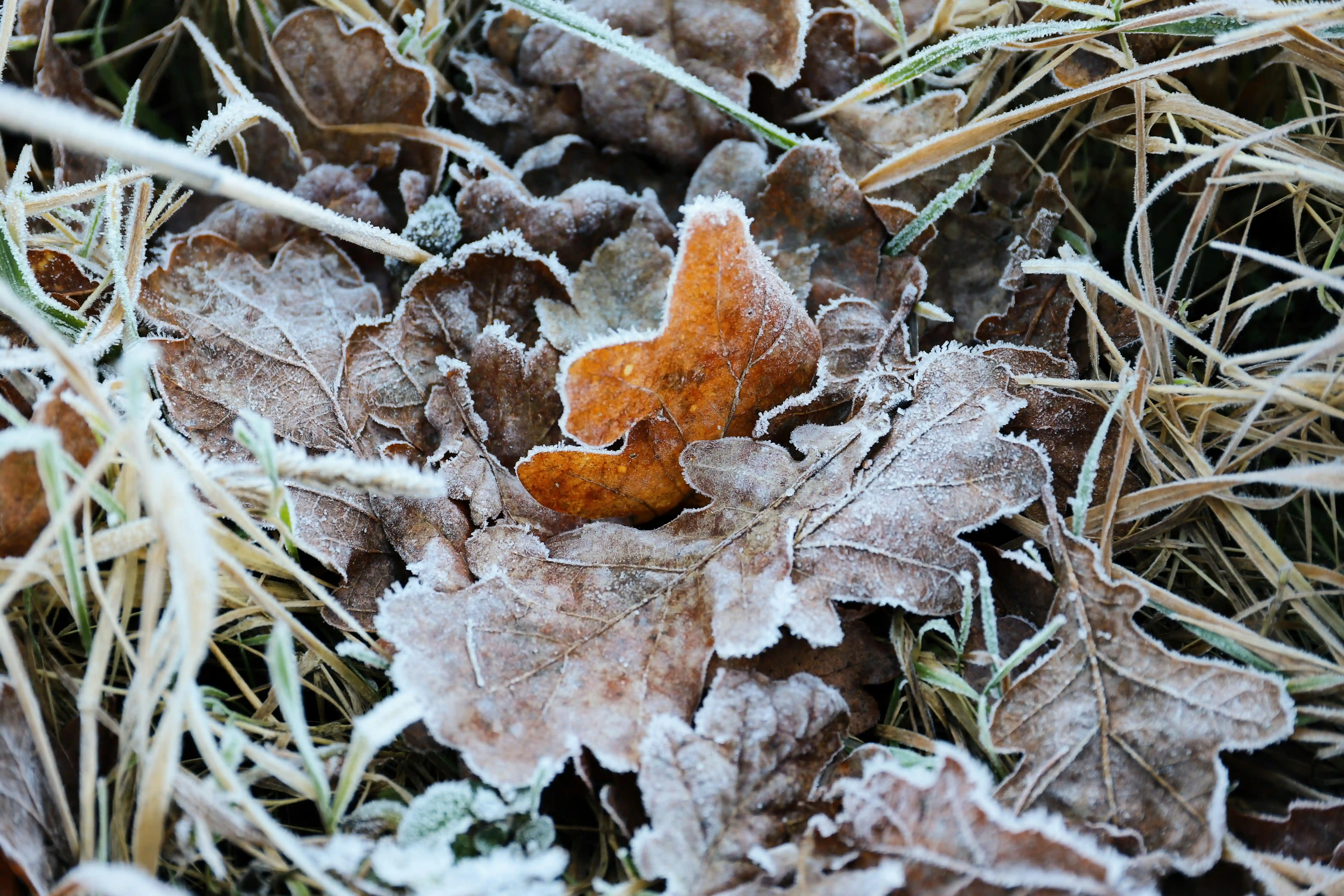 Que faire en Janvier au potager ?