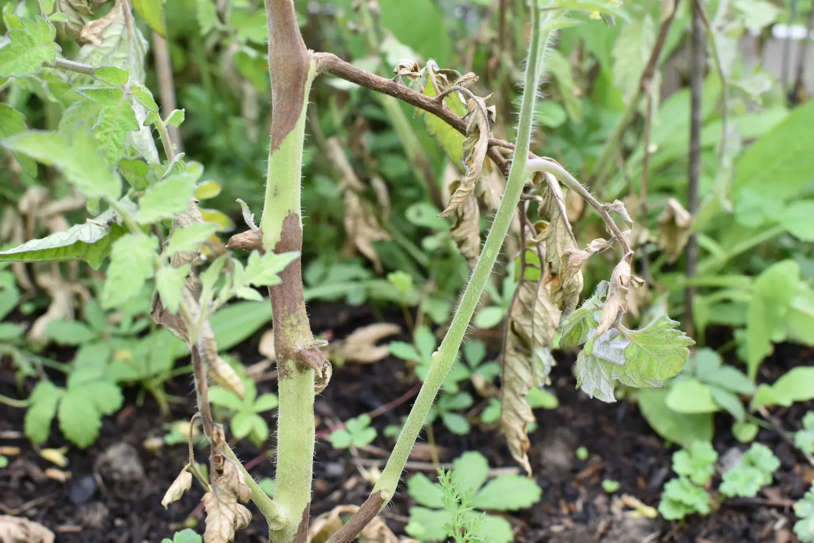 Le Mildiou des tomates - Comment s'en débarasser ?