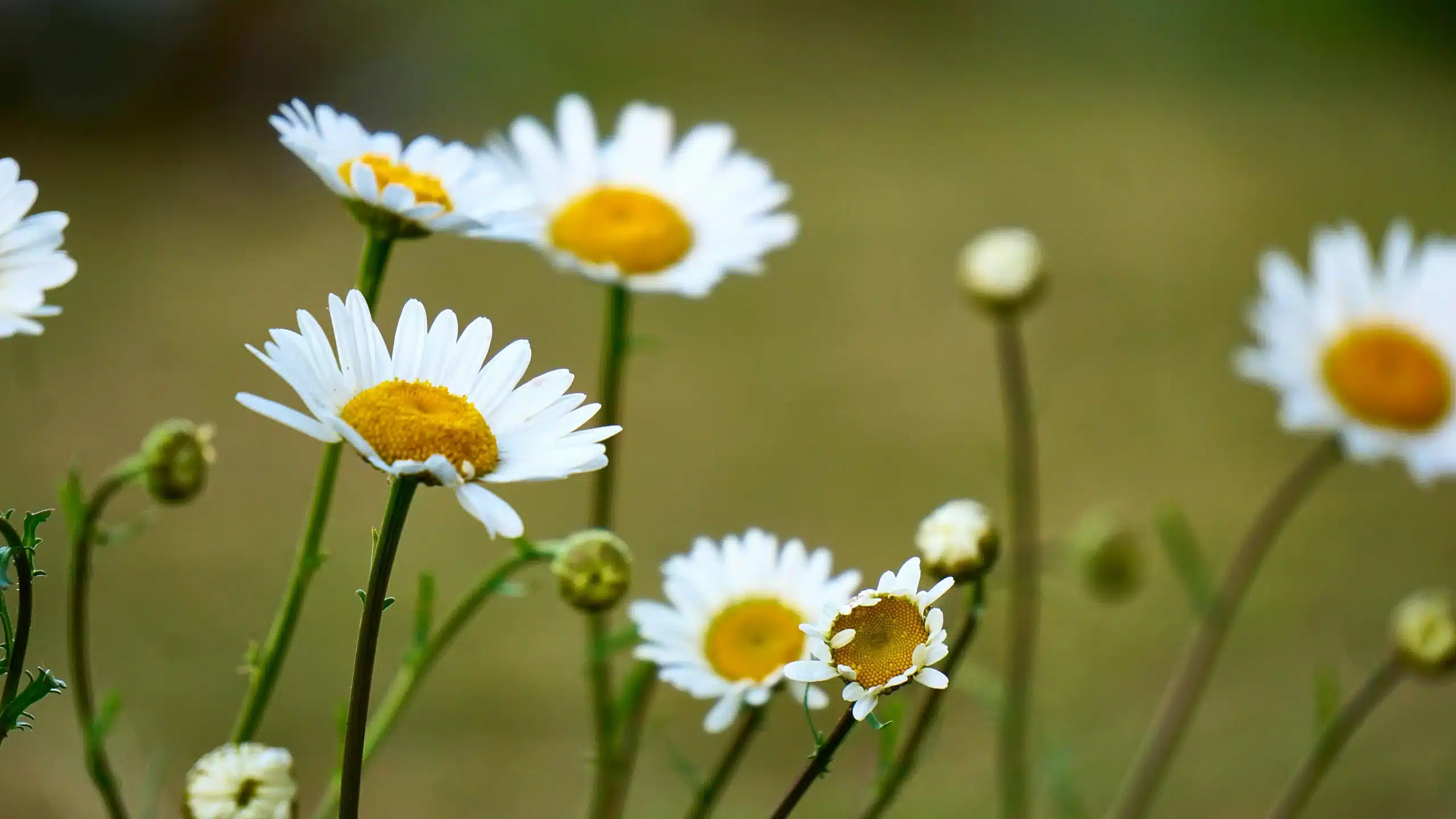 Découvrez les bienfaits de la pâquerette, la petite fleur la plus répandue dans les pelouses des jardins !