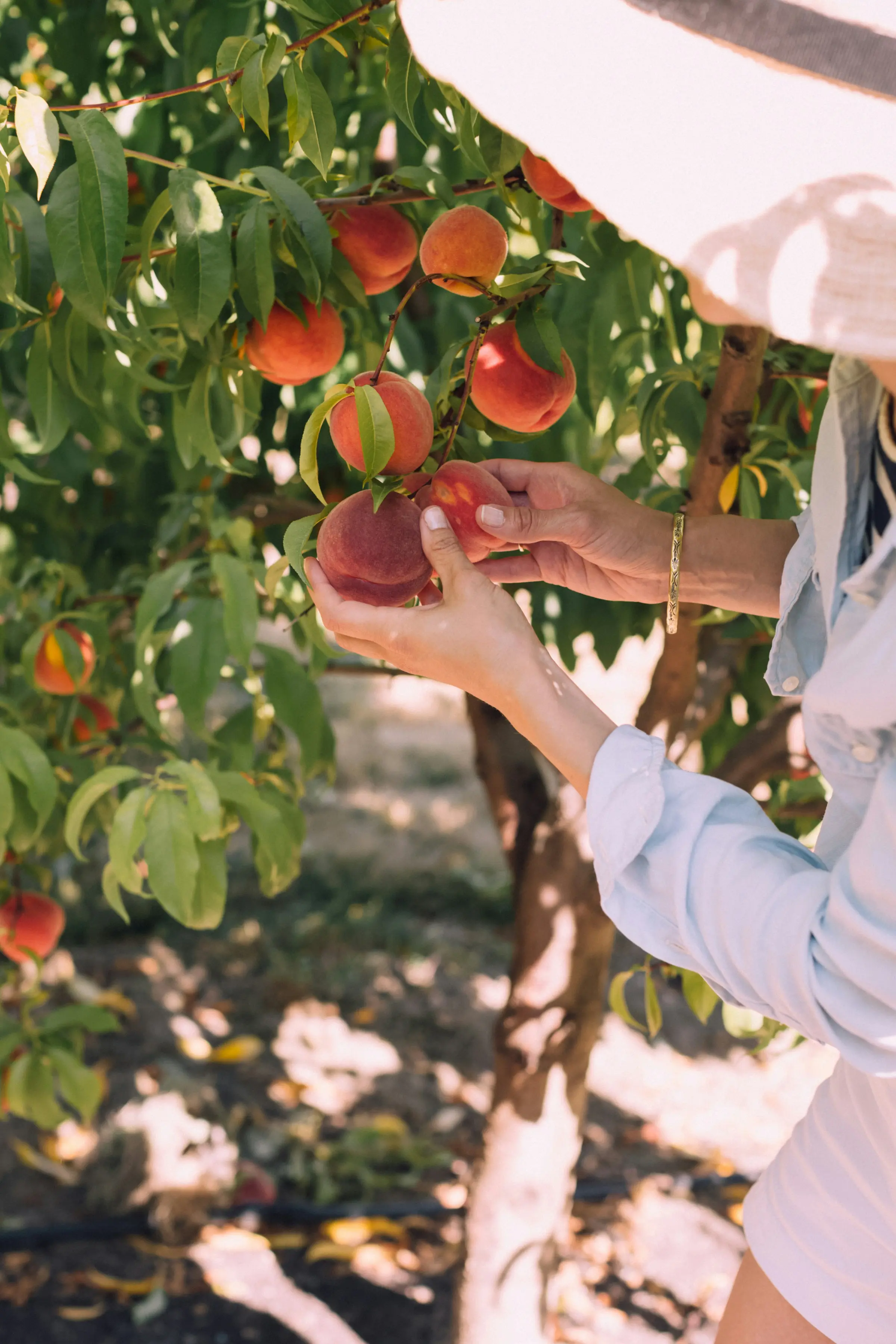 Culture du pêcher : Un arbre fruitier à croissance rapide