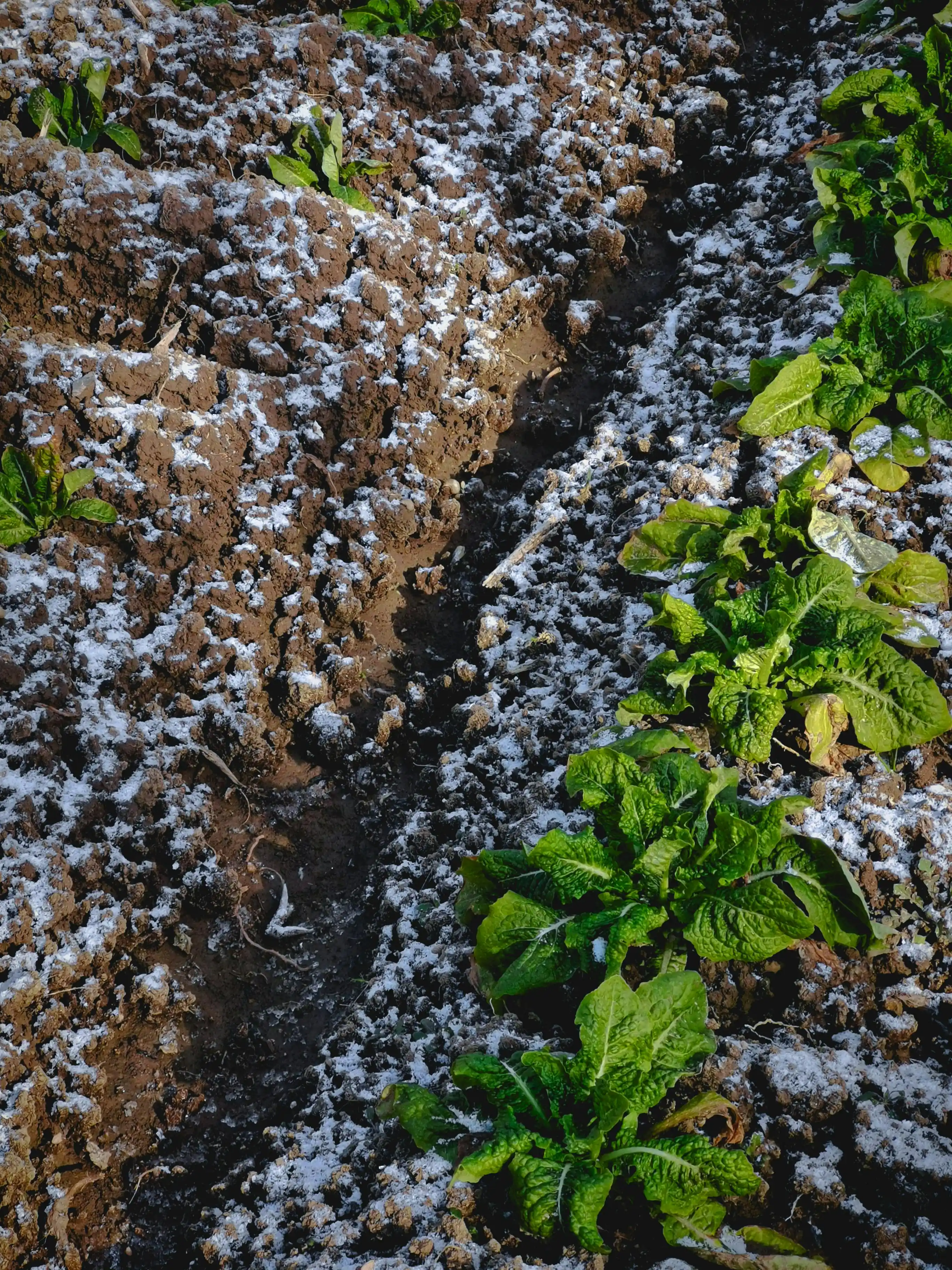 Que faire en Décembre au potager ?