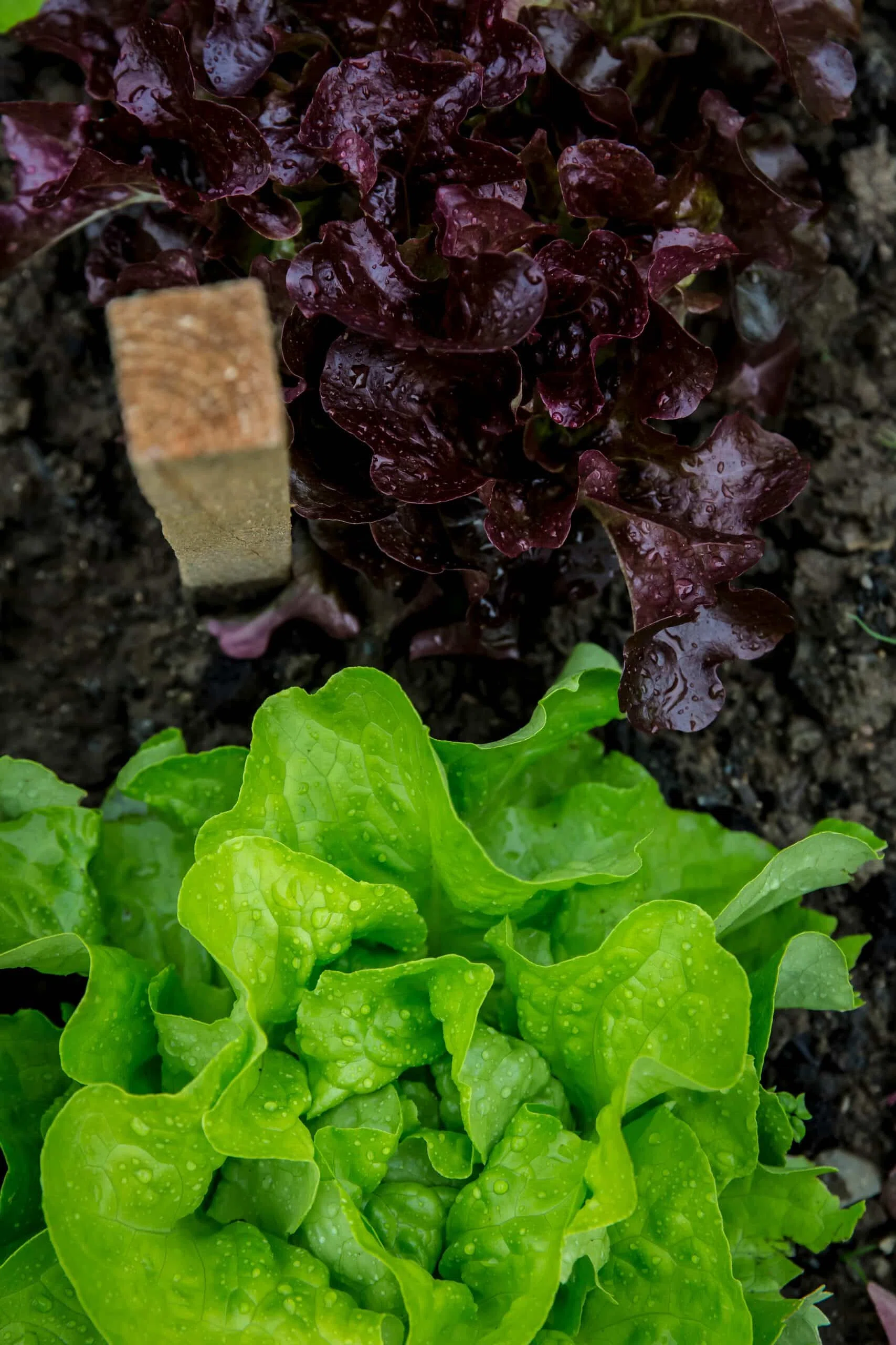 La Salade : Comment bien la cultiver au Potager ?