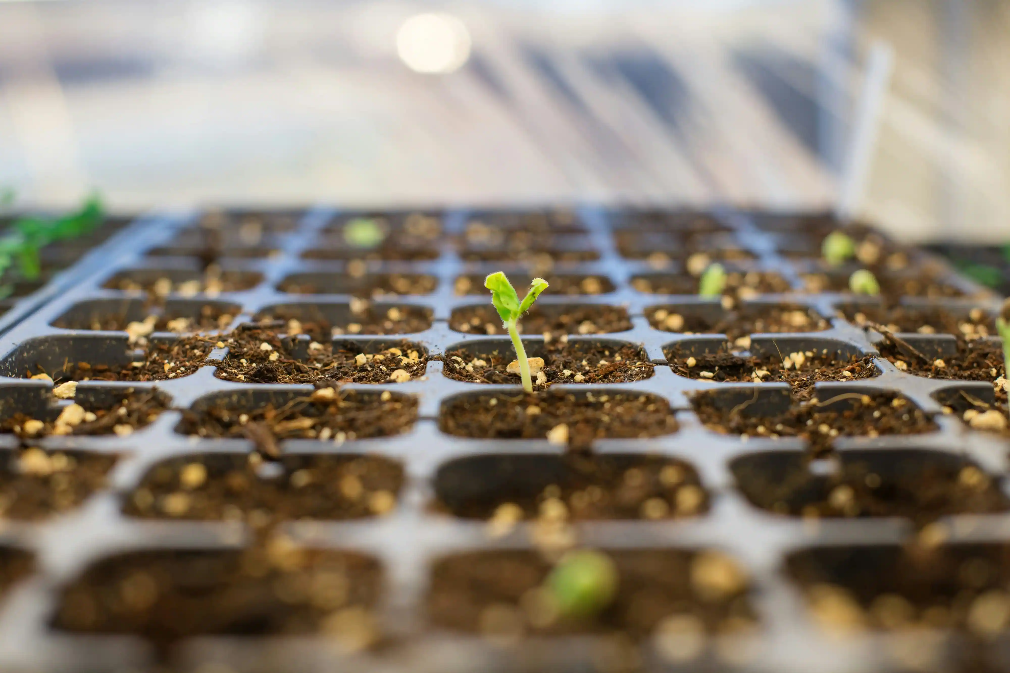 Que planter au potager en Février ? La saison débute réellement en Février, de nombreux semis sont possibles durant ce mois-ci !